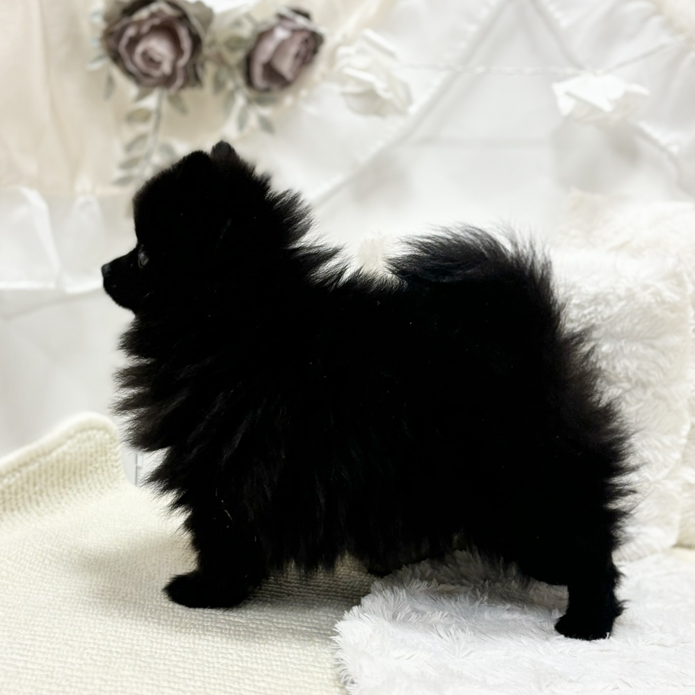 岐阜県のポメラニアン (犬の家＆猫の里カラフルタウン岐阜店/2026年7月21日生まれ/男の子/ブラック)の子犬の2枚目の画像
