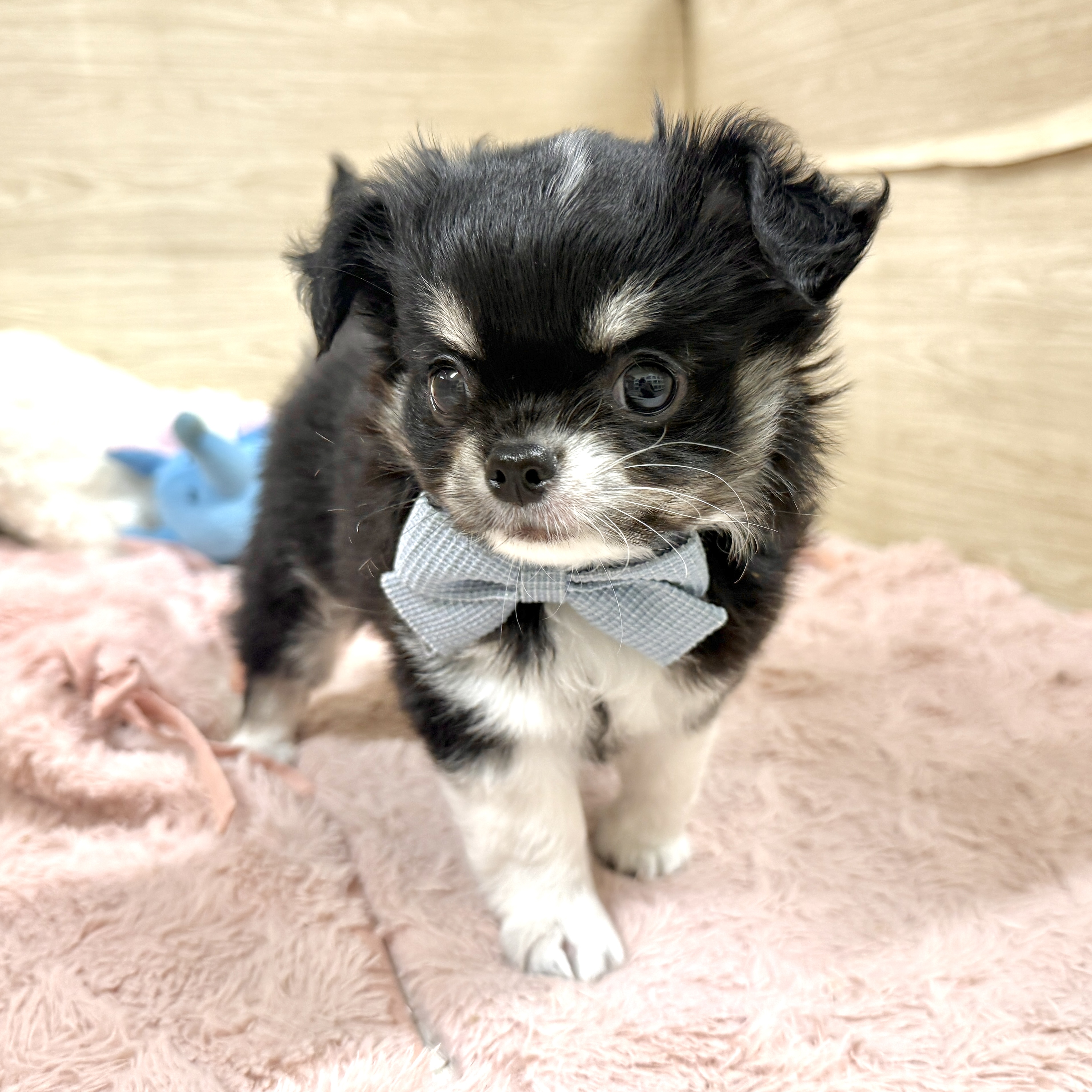 大阪府のチワワ(ロング) (犬の家＆猫の里そよら東岸和田店/2026年7月20日生まれ/男の子/ブラッククリームホワイト)の子犬の2枚目の画像