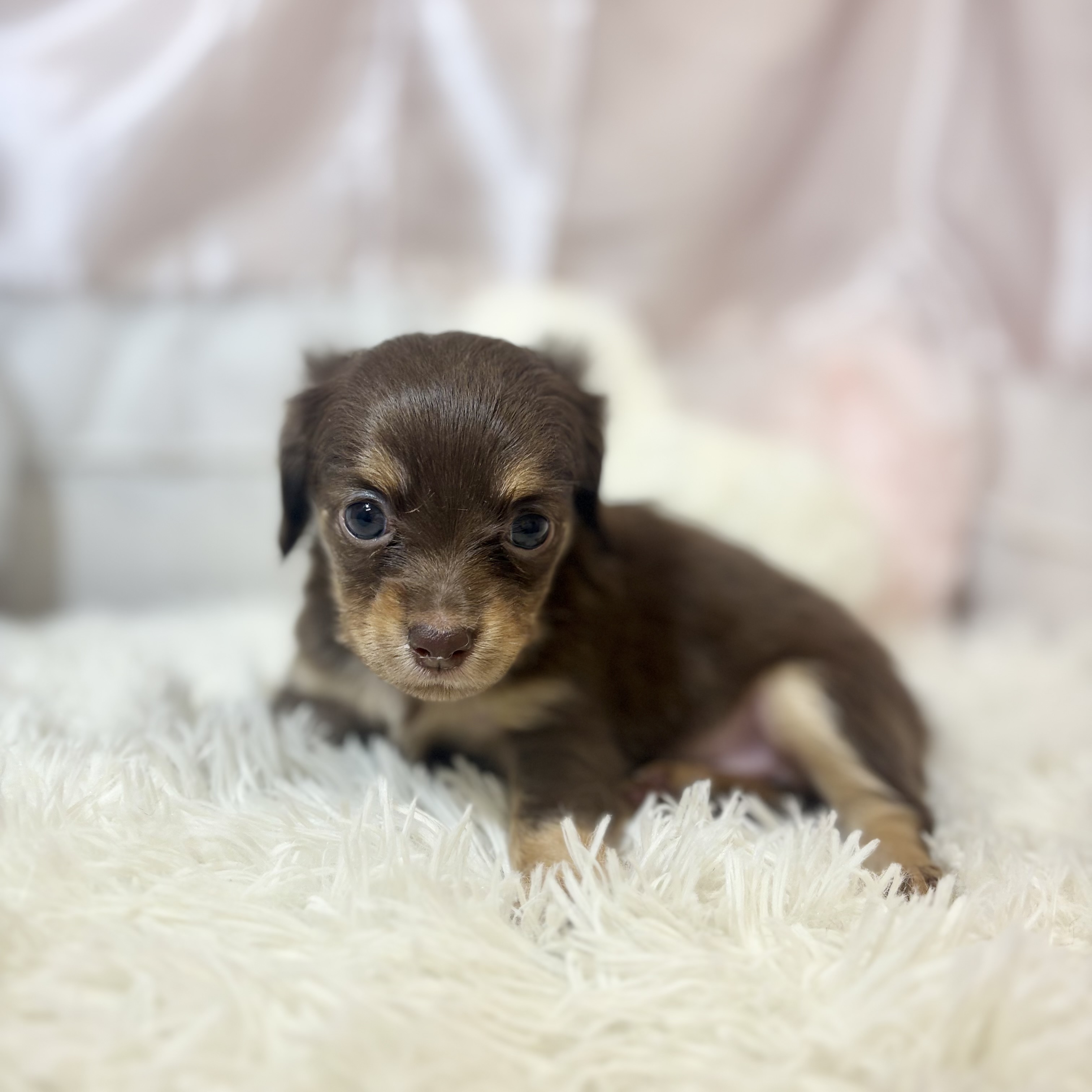 兵庫県のチワックス(チワワ×ダックス) (犬の家＆猫の里カナート西神戸店/2026年7月23日生まれ/女の子/チョコレートタン)の子犬の1枚目の画像