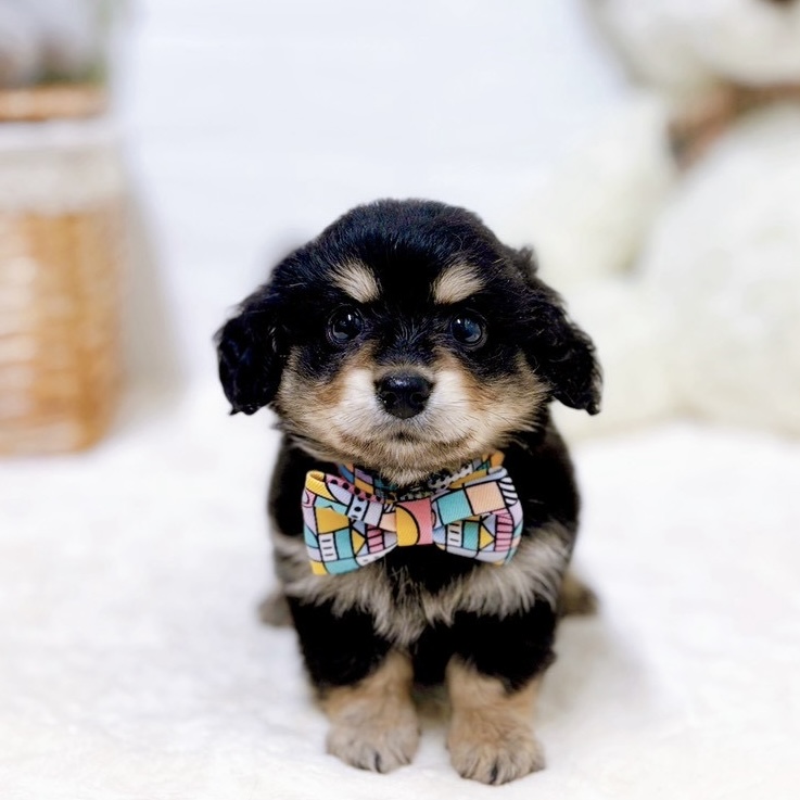 滋賀県のチワックス(チワワ×ダックス)の子犬|ペットミー