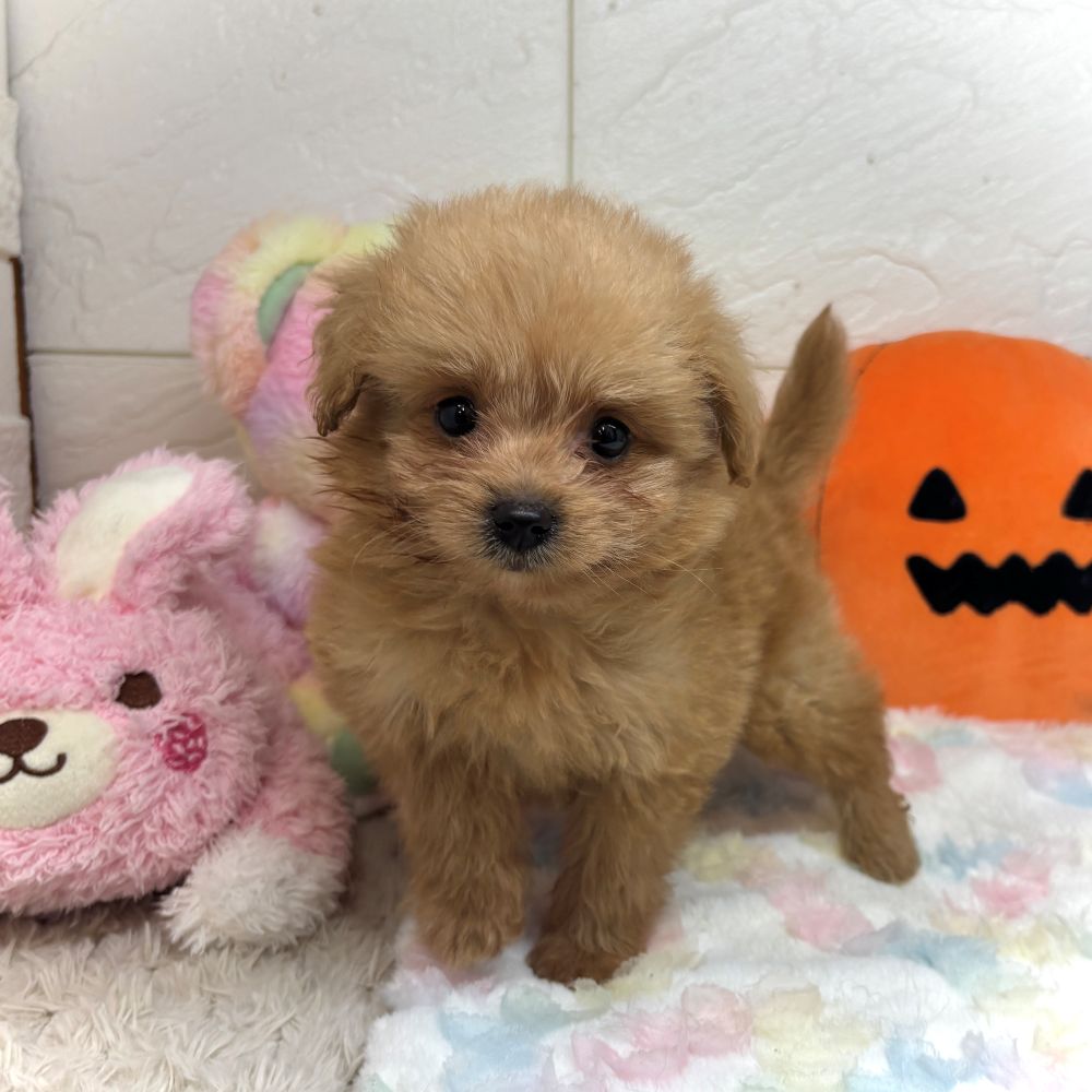 兵庫県のポメプー(ポメラニアン×プードル) (犬の家＆猫の里ゆめタウン姫路店/2026年7月22日生まれ/男の子/クリーム)の子犬の2枚目の画像
