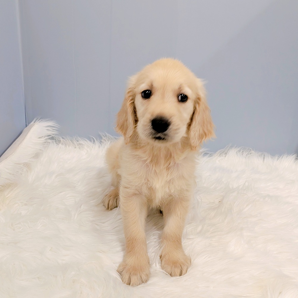 東海のゴールデンレトリバーの子犬|ペットミー