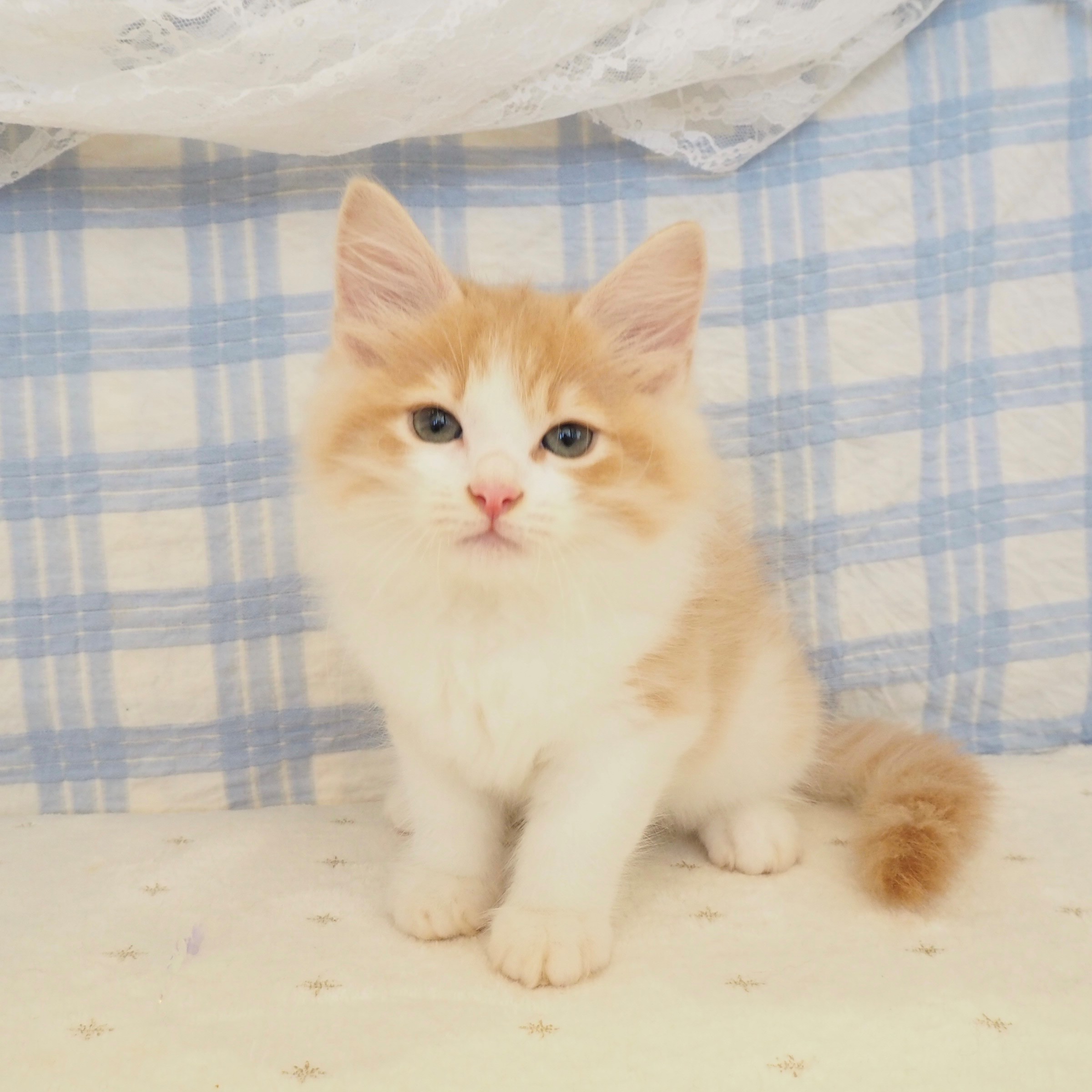 大阪府のサイベリアン (犬の家＆猫の里もりのみやキューズモールBASE店/2026年7月22日生まれ/男の子/クリームタビーホワイト)の子猫の1枚目の画像