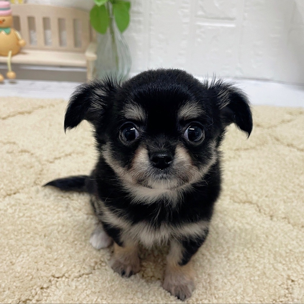 岡山県のチワワ(ロング) (犬の家＆猫の里岡山店/2026年7月24日生まれ/女の子/ブラックタン)の子犬の1枚目の画像