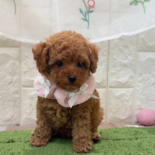岡山県のトイプードル(タイニー) (犬の家＆猫の里倉敷店/2026年7月25日生まれ/女の子/レッドフォーン)の子犬の2枚目の画像