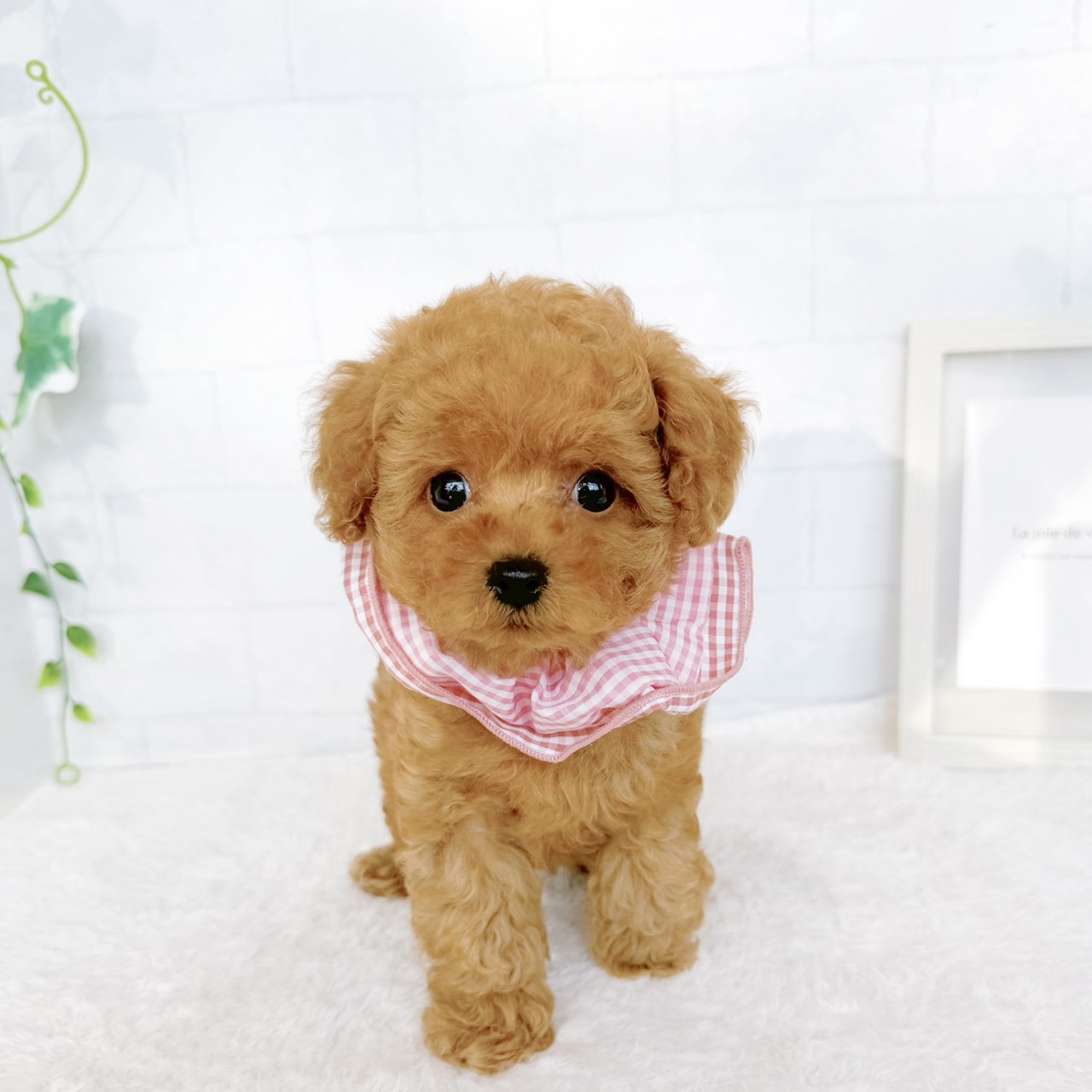 石川県のトイプードル(タイニー) (犬の家＆猫の里金沢店/2026年7月25日生まれ/女の子/レッドフォーン)の子犬の1枚目の画像