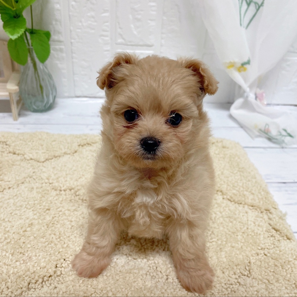 岡山県のポメプー(ポメラニアン×プードル) (犬の家＆猫の里岡山店/2026年7月25日生まれ/女の子/クリーム)の子犬の1枚目の画像