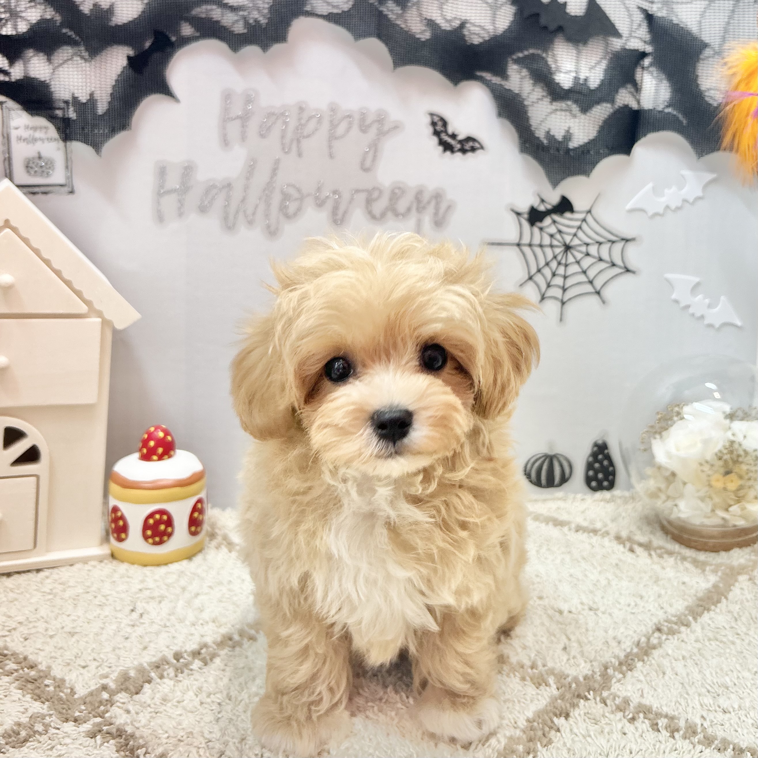静岡県のマルプー(マルチーズ×プードル) (犬の家＆猫の里プレ葉ウォーク浜北店/2026年7月20日生まれ/男の子/アプリコットホワイト)の子犬の2枚目の画像