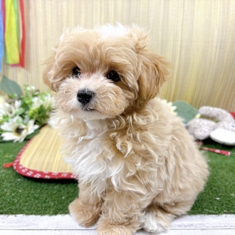 神奈川県のマルプー(マルチーズ×プードル) (犬の家＆猫の里小田原店/2026年7月20日生まれ/男の子/アプリコットホワイト)の子犬の2枚目の画像