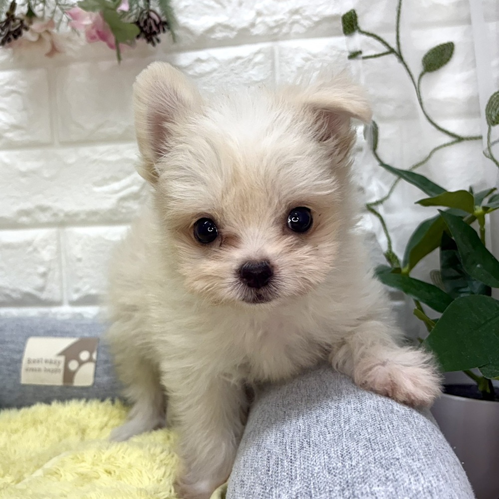 長野県のチワマル/マルチワ(チワワ×マルチーズ) (犬の家＆猫の里塩尻店/2026年7月24日生まれ/男の子/クリームホワイト)の子犬の2枚目の画像