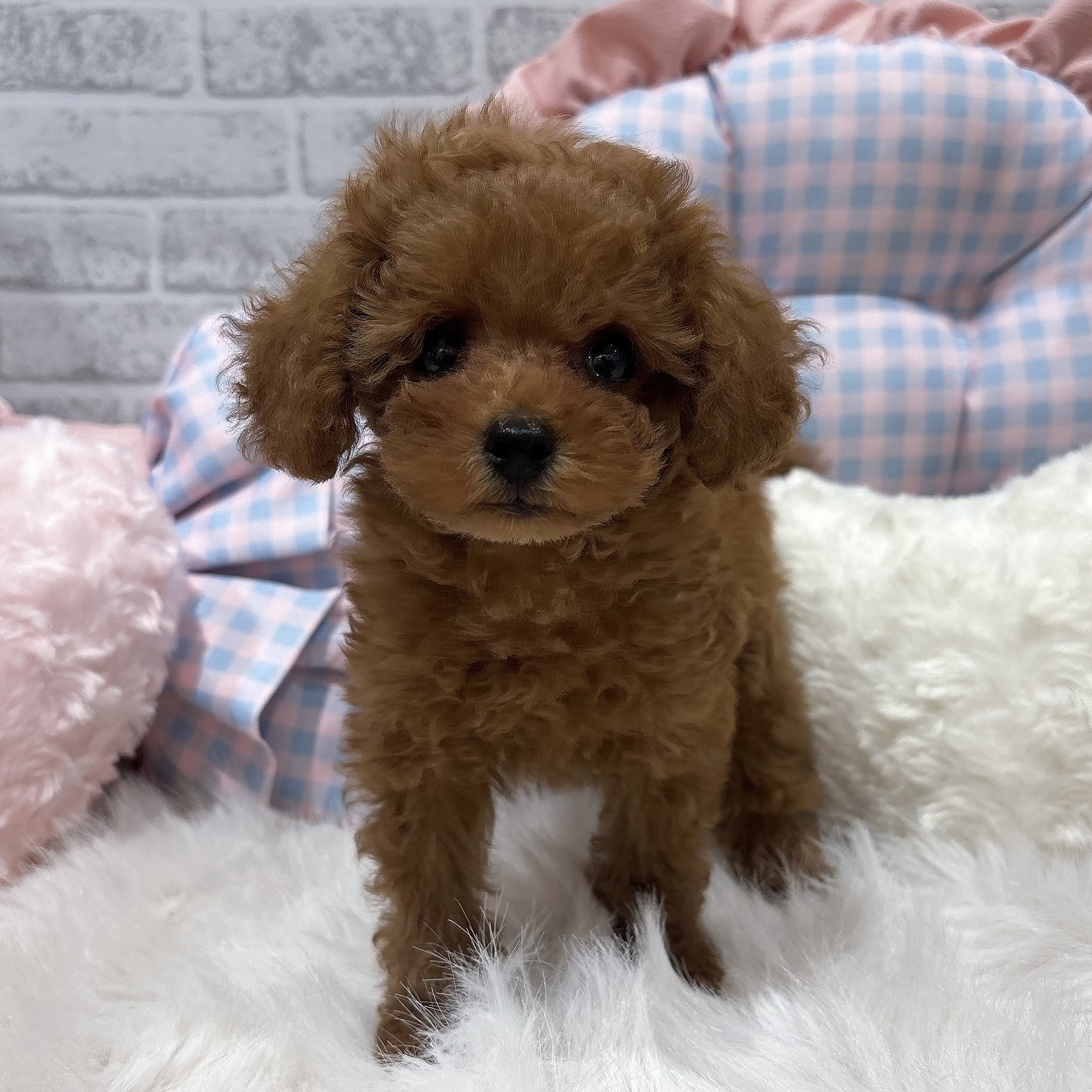 神奈川県のトイプードル(トイ) (犬の家＆猫の里元住吉ブレーメン通り店/2026年7月25日生まれ/女の子/レッドフォーン)の子犬の2枚目の画像