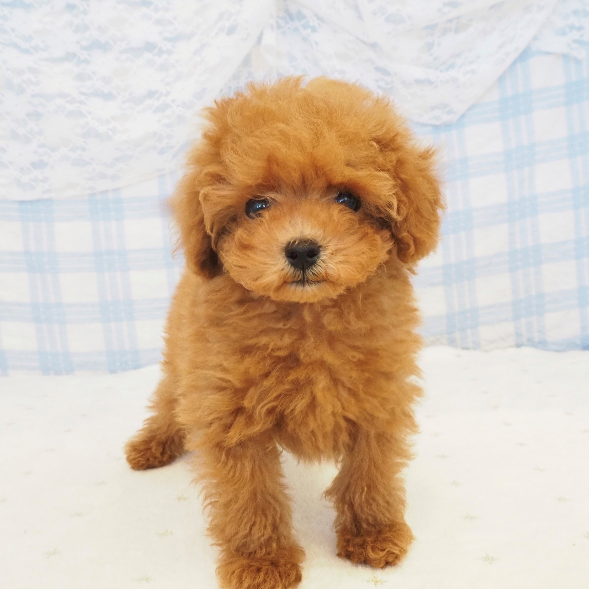 大阪府のトイプードル(トイ) (犬の家＆猫の里もりのみやキューズモールBASE店/2026年7月25日生まれ/男の子/レッドフォーン)の子犬の2枚目の画像