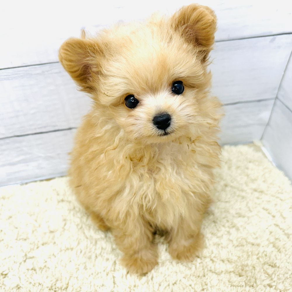 愛知県のポメプー(ポメラニアン×プードル) (犬の家＆猫の里七宝店/2026年7月26日生まれ/男の子/アプリコット)の子犬の2枚目の画像