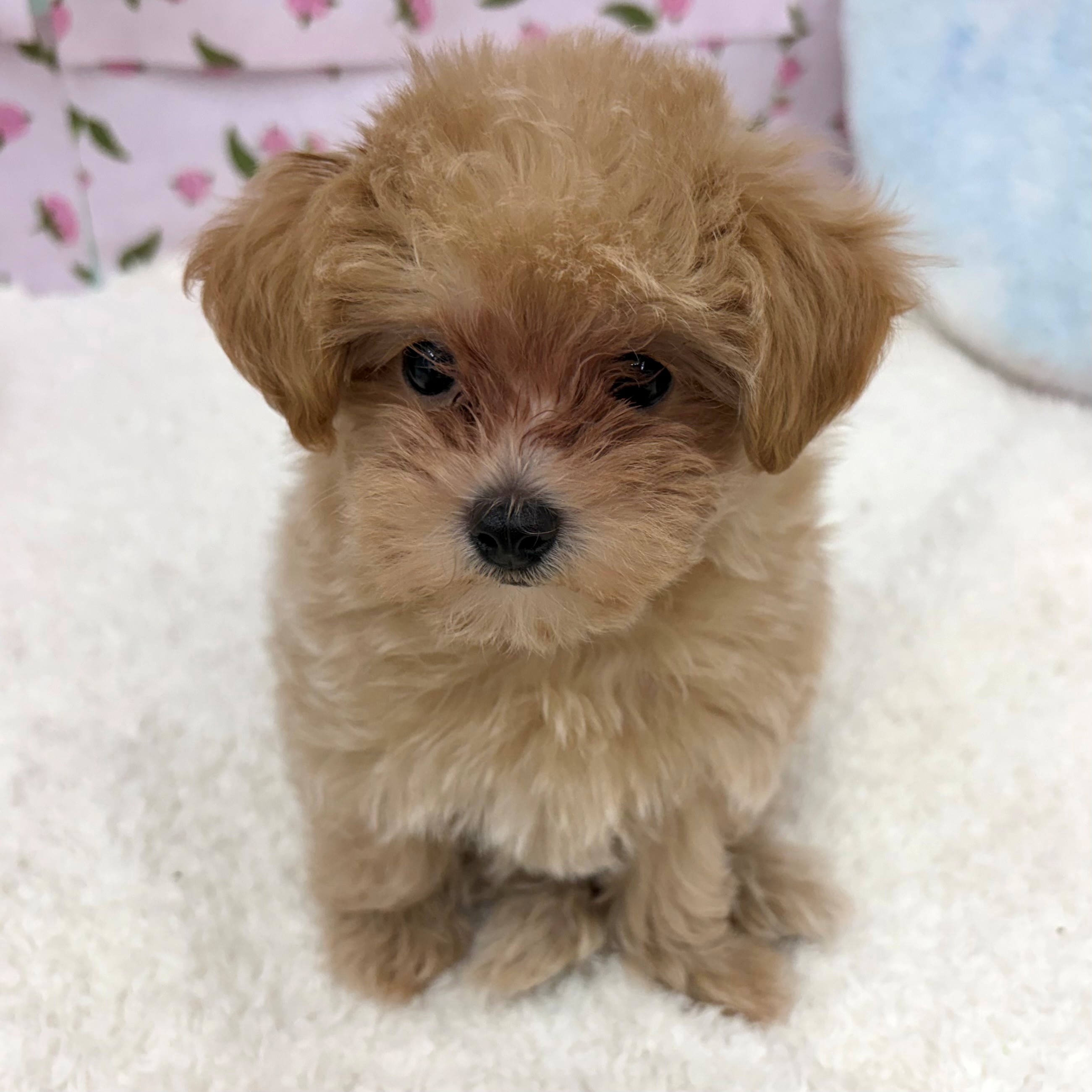 愛知県のマルプー(マルチーズ×プードル) (犬の家＆猫の里エアポートウォーク店/2026年7月23日生まれ/女の子/アプリコット)の子犬の2枚目の画像