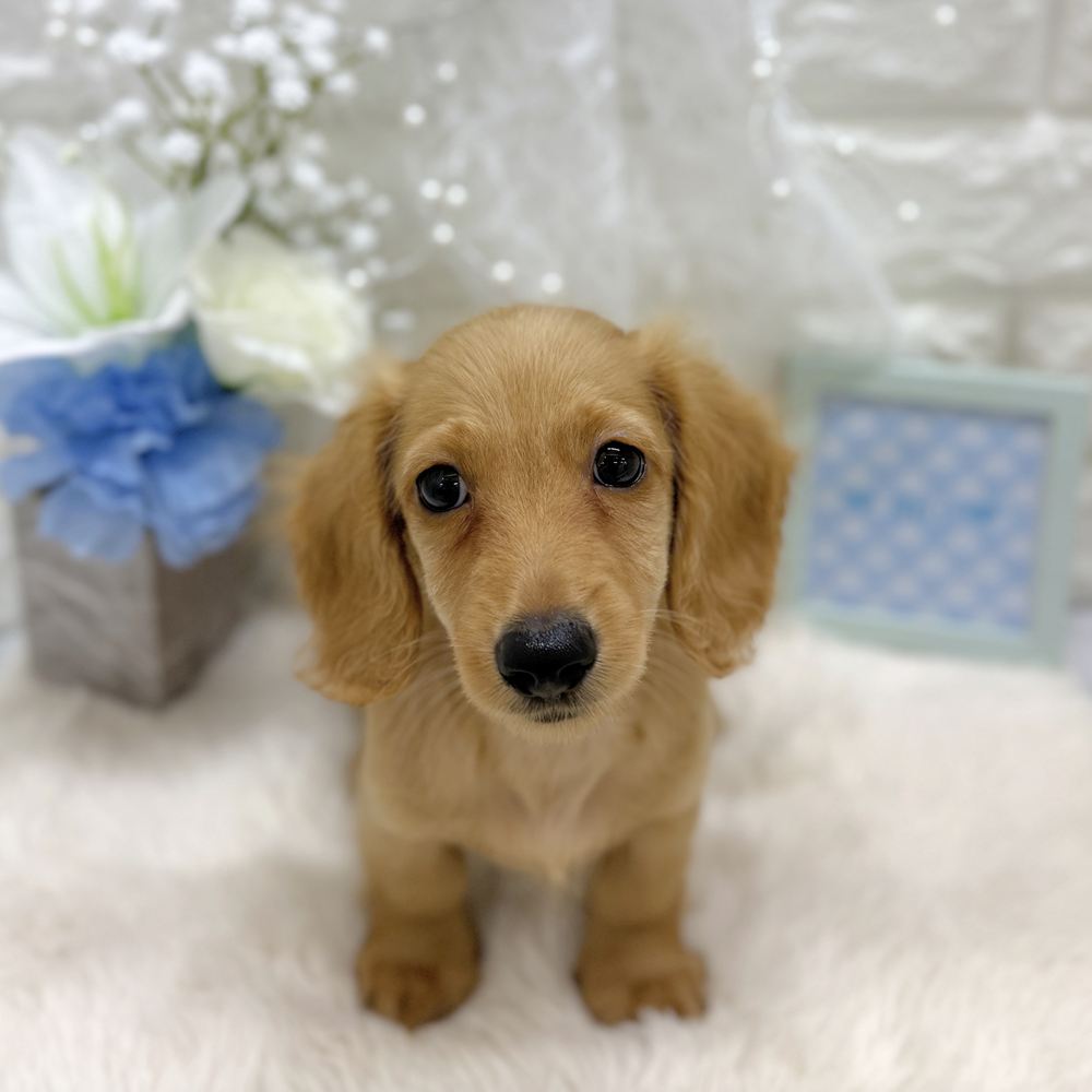 福井県のミニチュアダックスフンド(ロング) (犬の家＆猫の里アミーゴ福井大和田店/2026年7月23日生まれ/男の子/ゴールド)の子犬の2枚目の画像
