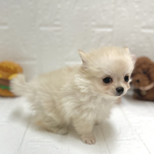 愛知県のポメチワ/チワポメ/ポメチー(ポメラニアン×チワワ) (犬の家＆猫の里豊川インター店/2026年7月25日生まれ/男の子/クリーム)の子犬の2枚目の画像