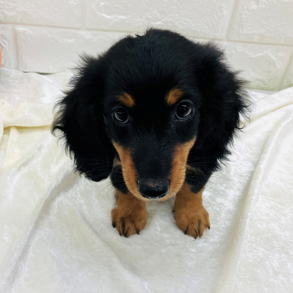 愛知県のミニチュアダックスフンド(ロング) (犬の家＆猫の里名古屋天白店/2026年7月25日生まれ/男の子/ブラックタン)の子犬の1枚目の画像