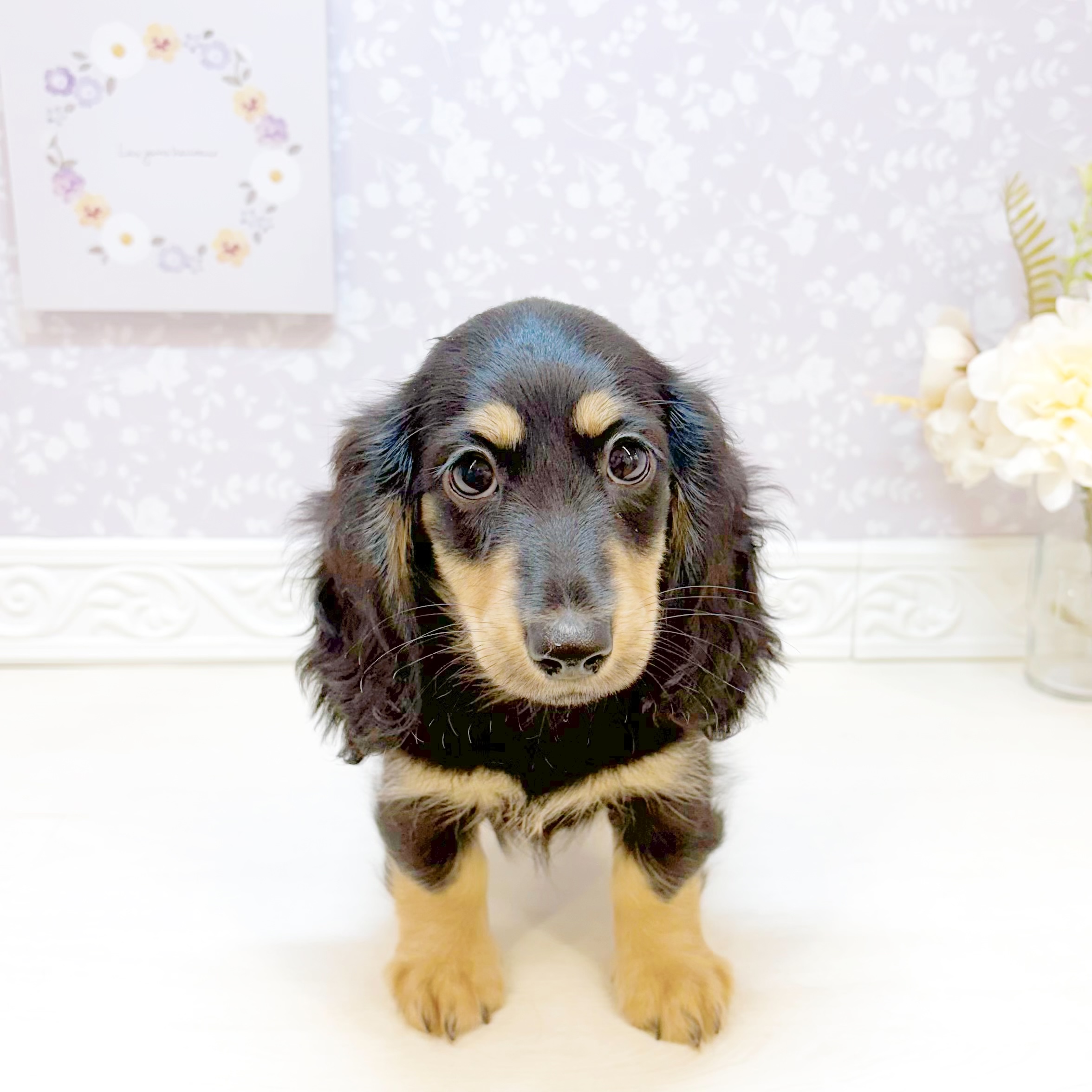 石川県のミニチュアダックスフンド(ロング) (犬の家＆猫の里アミーゴ金沢おこばた店/2026年7月25日生まれ/女の子/ブラッククリーム)の子犬の1枚目の画像