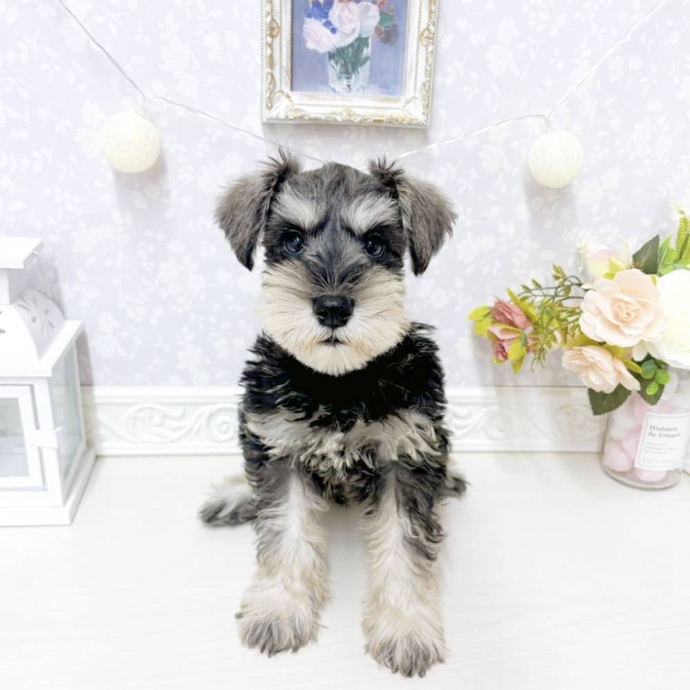 富山県のミニチュアシュナウザー (犬の家＆猫の里アミーゴ山室店/2026年7月25日生まれ/女の子/ソルトペッパー)の子犬の1枚目の画像