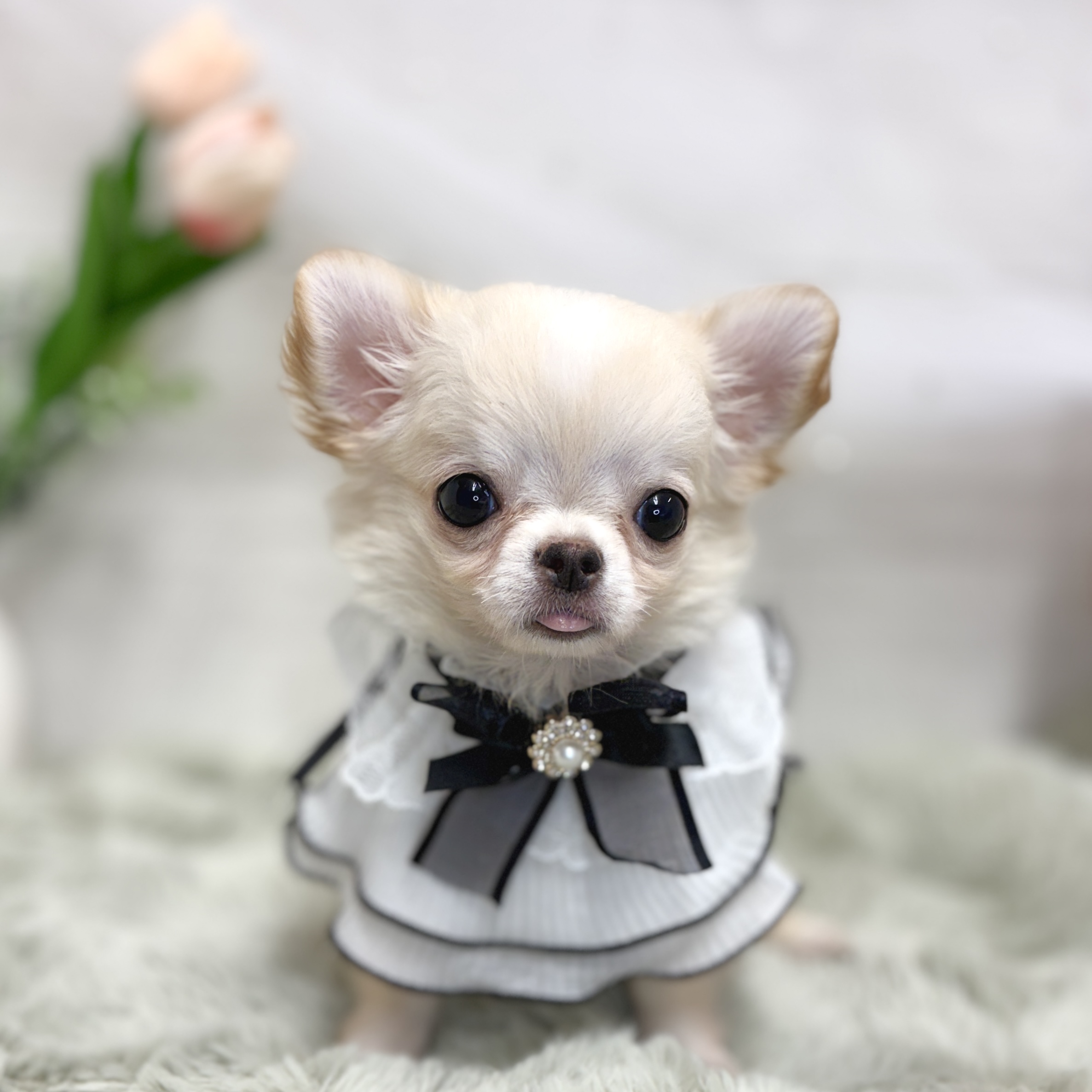 神奈川県のチワワ(ロング) (犬の家＆猫の里相模原店/2026年7月19日生まれ/男の子/クリームホワイト)の子犬の2枚目の画像