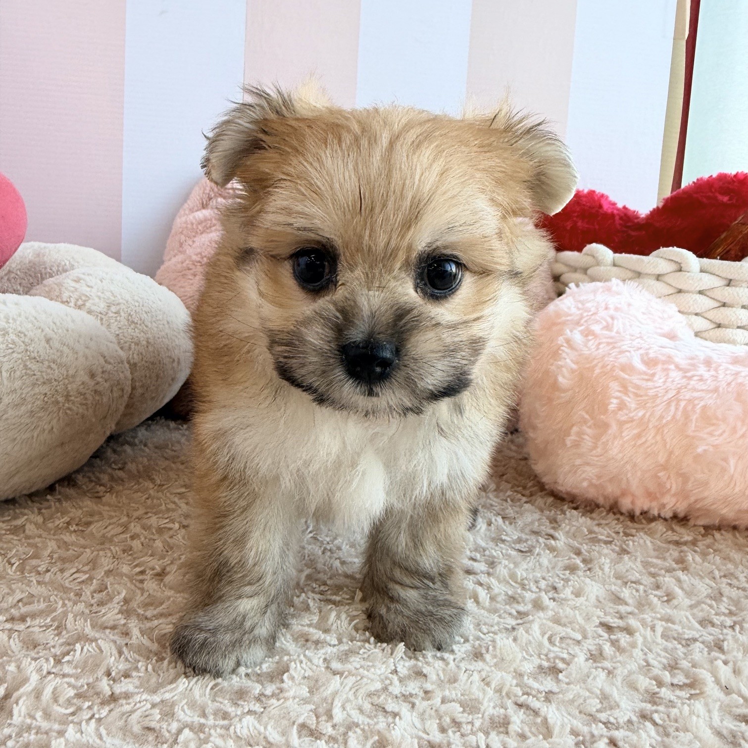 岡山県のポメマル/マルポメ(ポメラニアン×マルチーズ) (犬の家＆猫の里倉敷中庄店/2026年7月25日生まれ/女の子/フォーン)の子犬の2枚目の画像