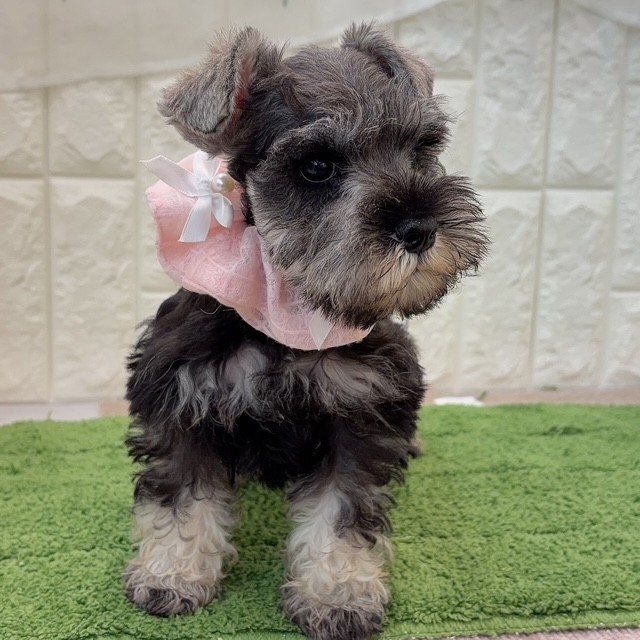 岡山県のミニチュアシュナウザー (犬の家＆猫の里倉敷店/2026年7月25日生まれ/女の子/ソルトペッパー)の子犬の2枚目の画像