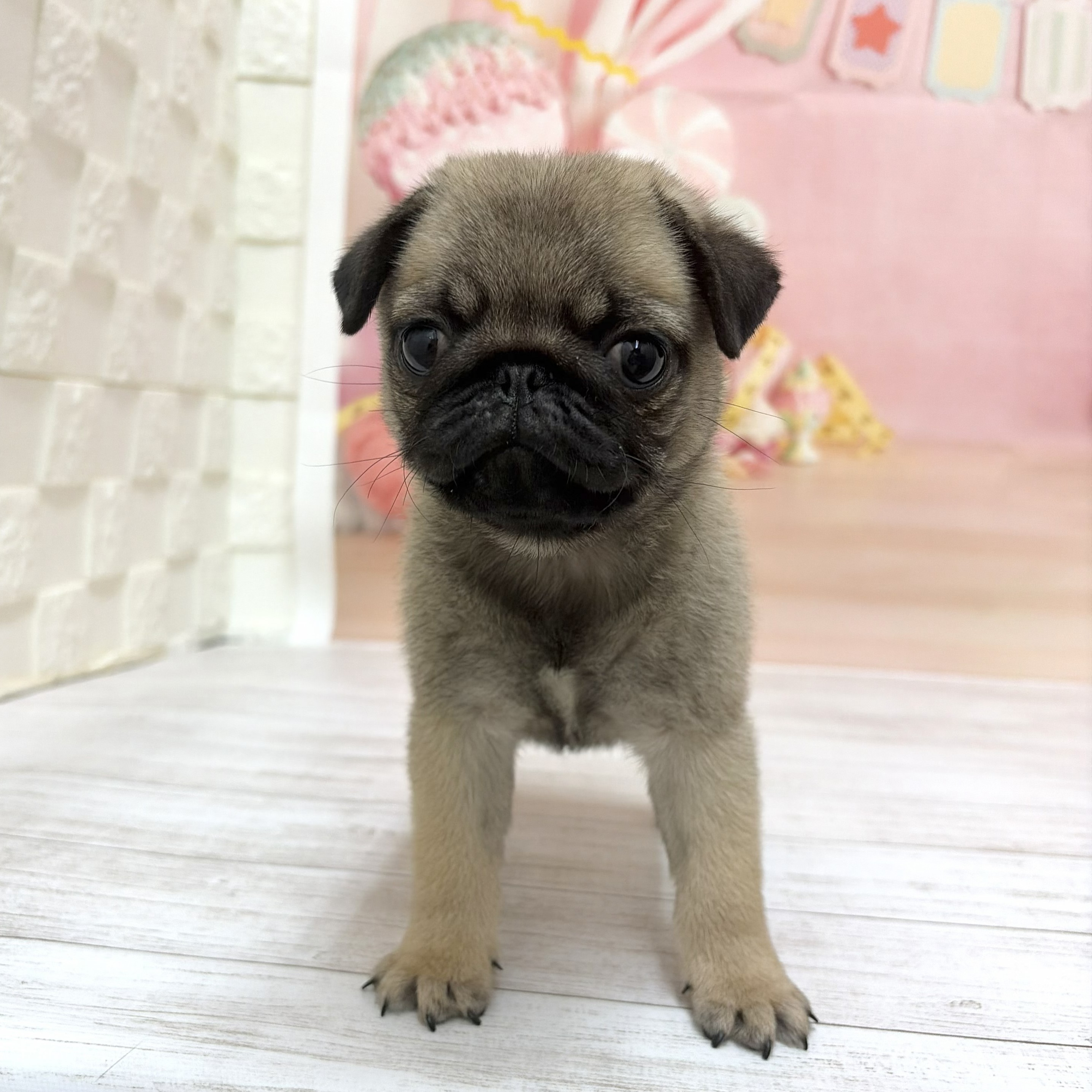 兵庫県のパグ (犬の家＆猫の里尼崎店/2026年7月24日生まれ/女の子/フォーン)の子犬の2枚目の画像
