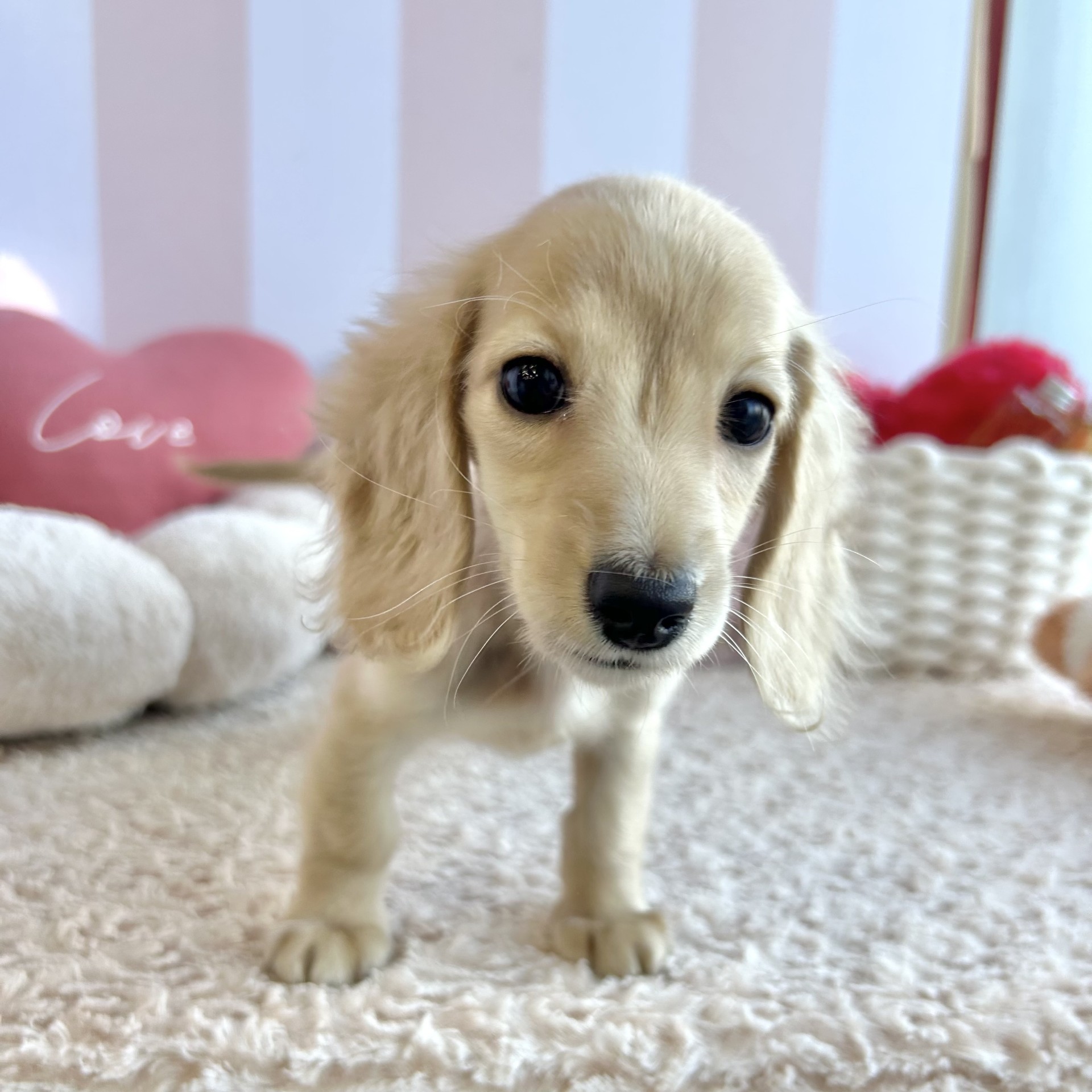 岡山県のミニチュアダックスフンド(ロング) (犬の家＆猫の里倉敷中庄店/2026年7月25日生まれ/女の子/イエロー)の子犬の2枚目の画像