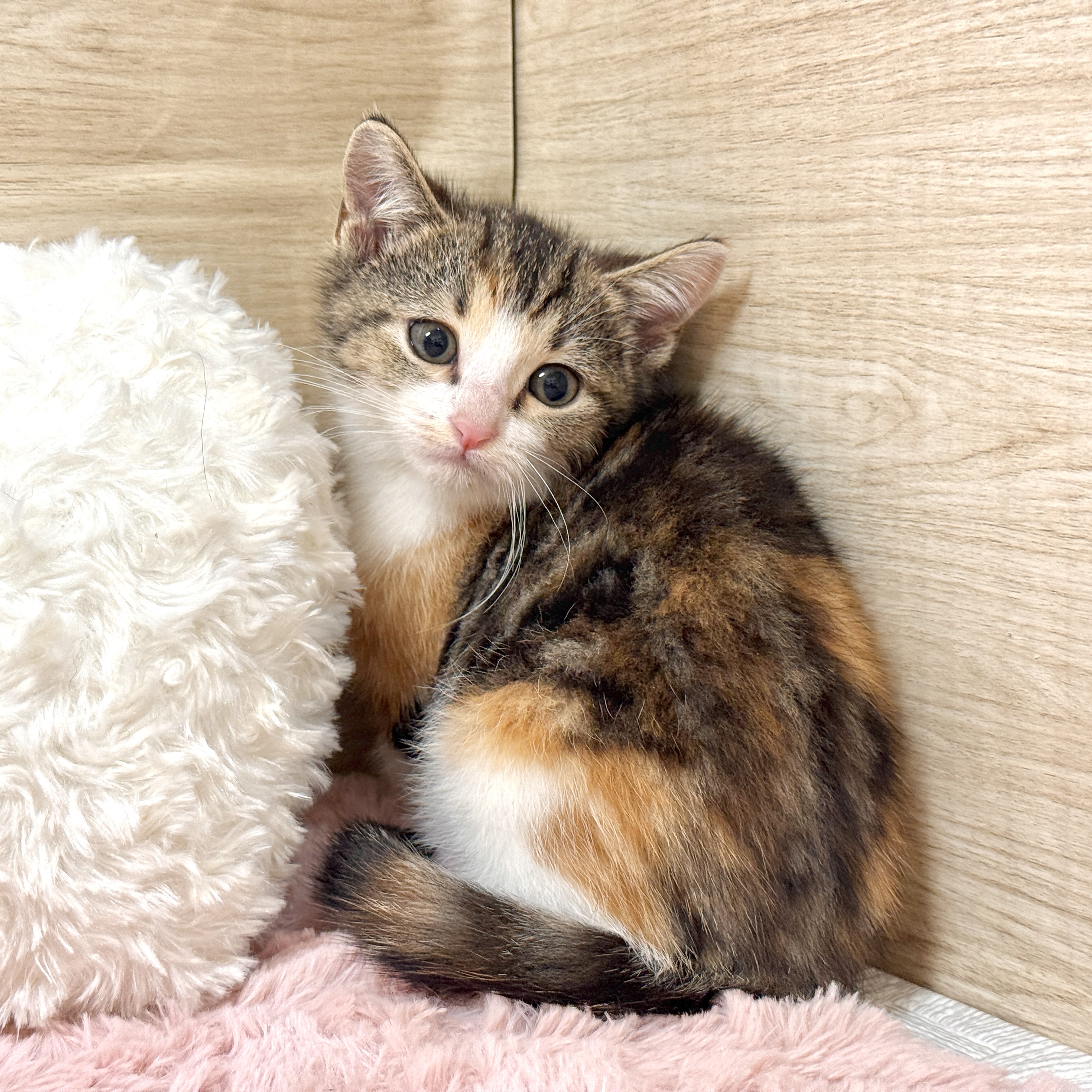 大阪府のマンチカン (犬の家＆猫の里そよら東岸和田店/2026年7月23日生まれ/女の子/ブラウンパッチドタビーホワイト)の子猫の1枚目の画像