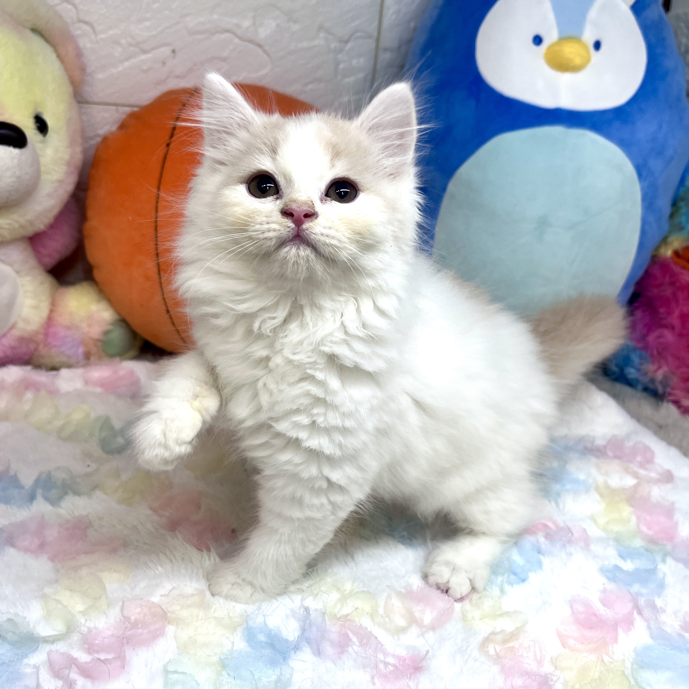 兵庫県のスコティッシュストレート (犬の家＆猫の里ゆめタウン姫路店/2026年7月16日生まれ/男の子/クリームホワイト)の子猫の2枚目の画像