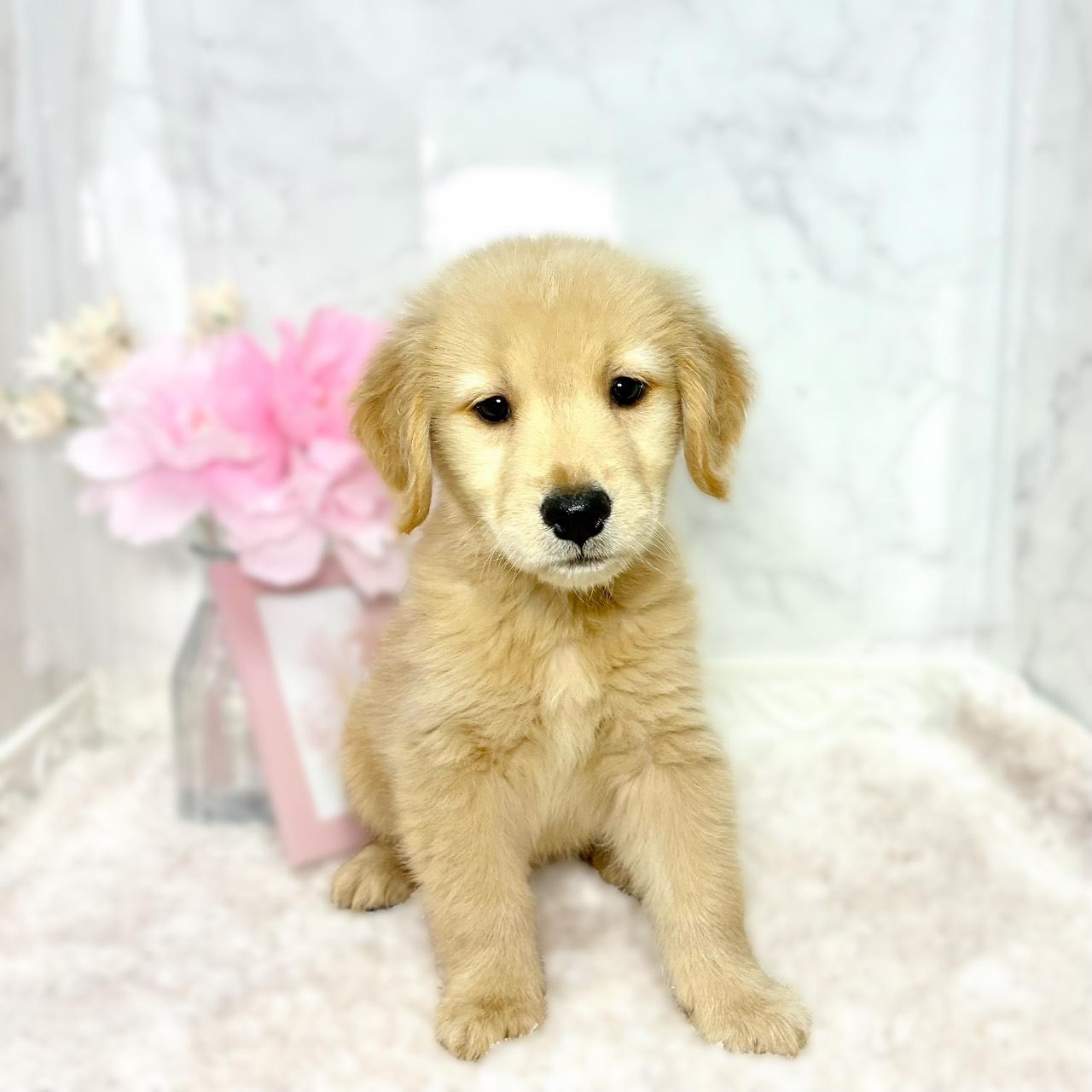 福井県のゴールデンレトリバー (犬の家＆猫の里福井店/2026年7月26日生まれ/女の子/ゴールデン)の子犬の1枚目の画像