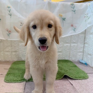 岡山県のゴールデンレトリバー (犬の家＆猫の里倉敷店/2026年7月26日生まれ/女の子/ゴールデン)の子犬の1枚目の画像