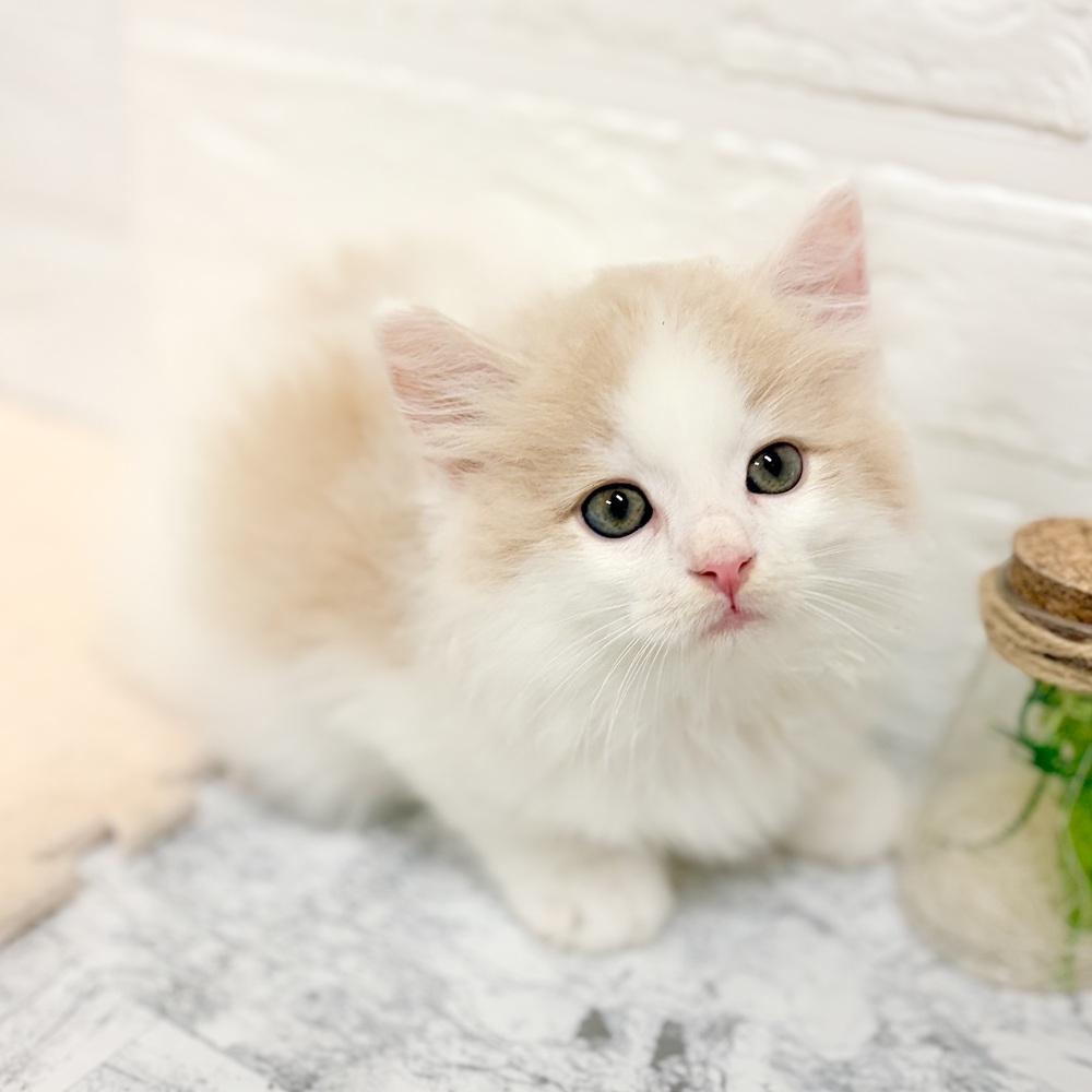 愛知県のミヌエット (犬の家＆猫の里豊田店/2026年7月26日生まれ/男の子/クリームタビーホワイト)の子猫の2枚目の画像