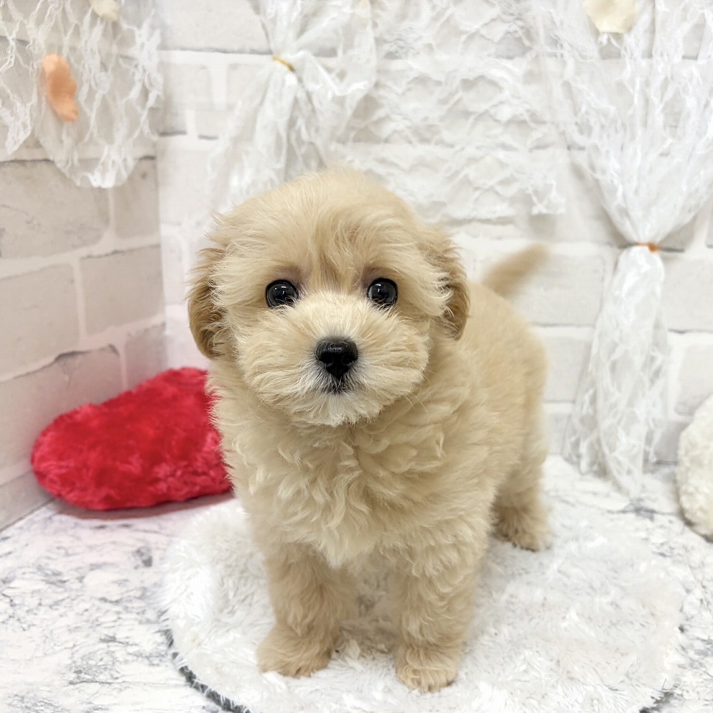 京都府のマルプー(マルチーズ×プードル) (犬の家＆猫の里京都精華店/2026年7月24日生まれ/女の子/クリームホワイト)の子犬の2枚目の画像