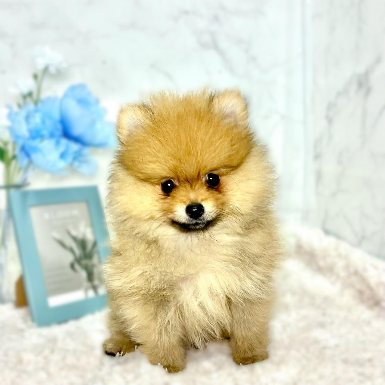 福井県のポメラニアン (犬の家＆猫の里福井店/2026年7月23日生まれ/男の子/オレンジセーブル)の子犬の1枚目の画像