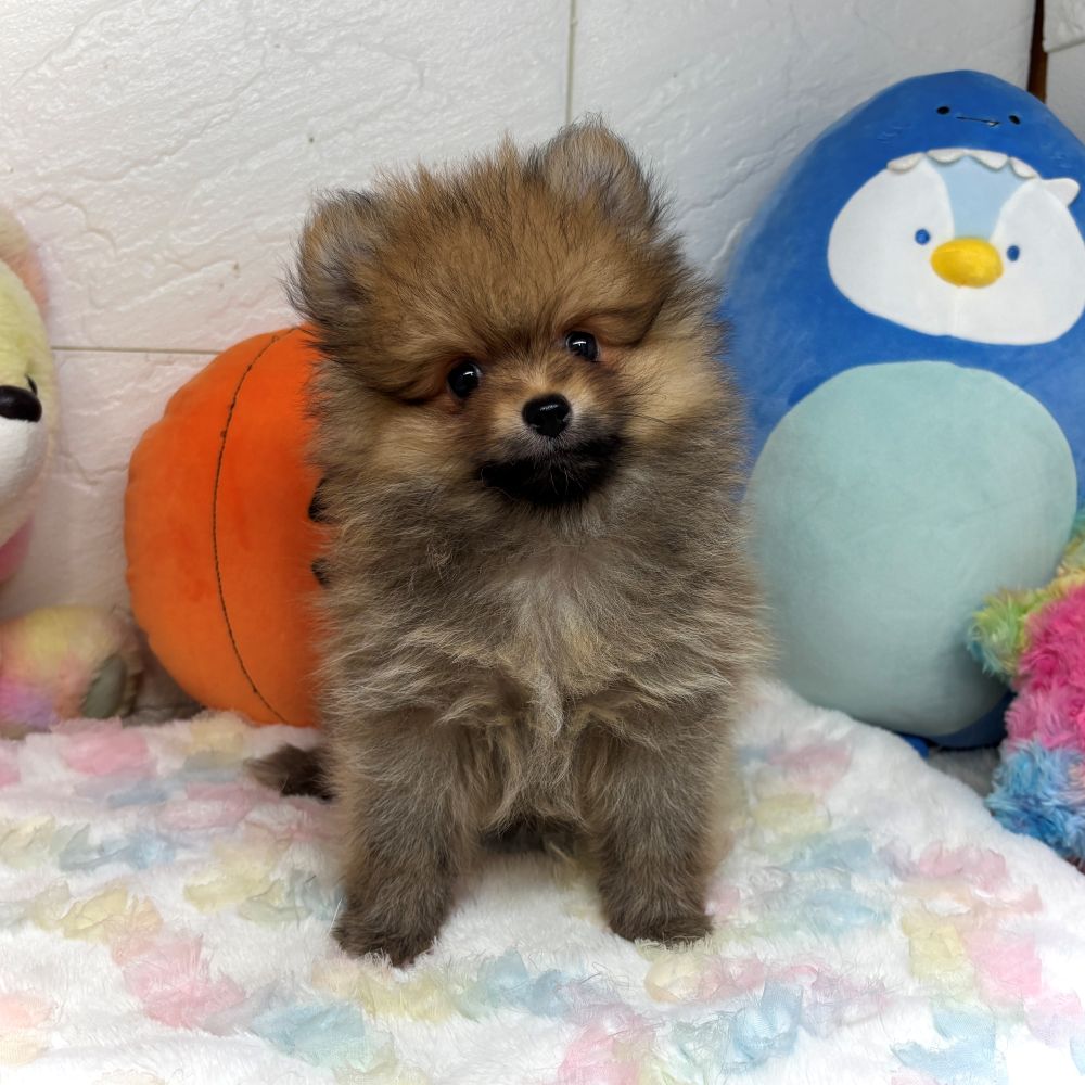 兵庫県のポメラニアン (犬の家＆猫の里ゆめタウン姫路店/2026年7月23日生まれ/男の子/オレンジセーブル)の子犬の1枚目の画像
