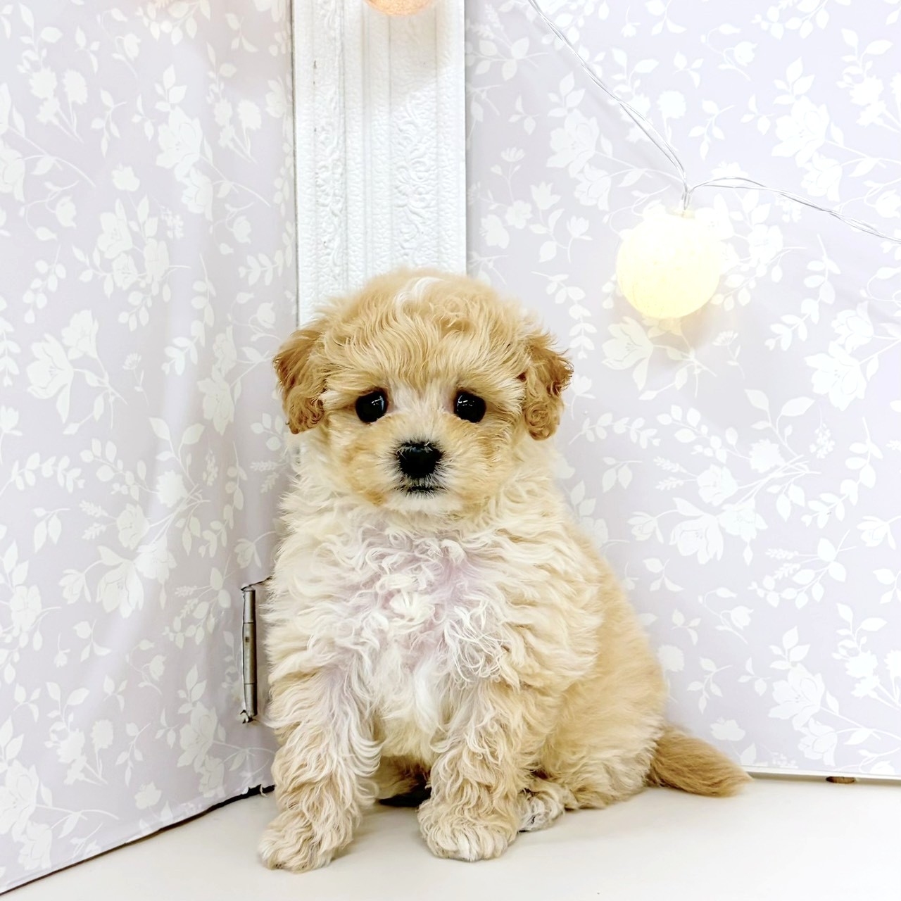 ハーフ犬男の子の写真