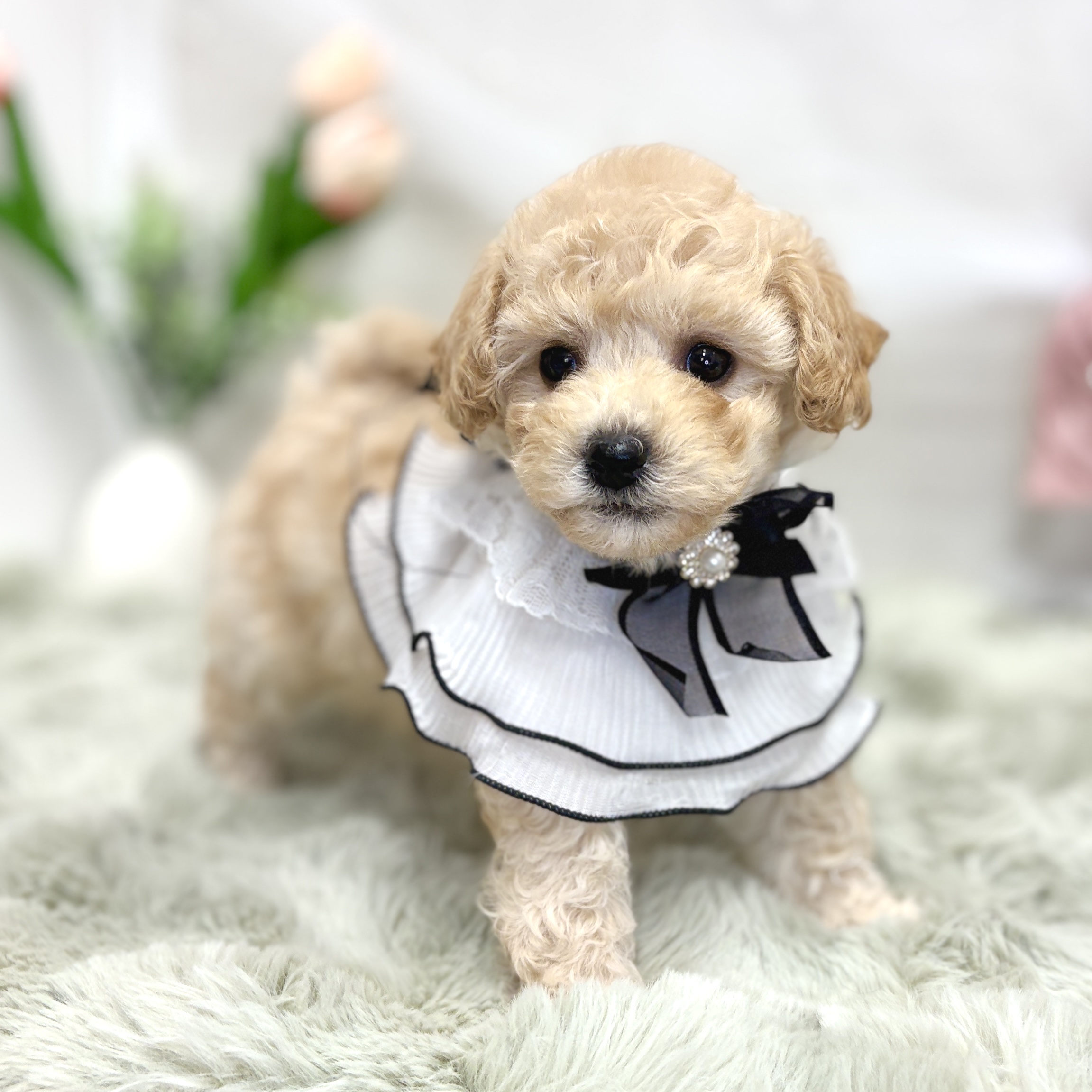 神奈川県のビションプー(ビションフリーゼ×プードル) (犬の家＆猫の里相模原店/2026年7月27日生まれ/女の子/アプリコット)の子犬の2枚目の画像