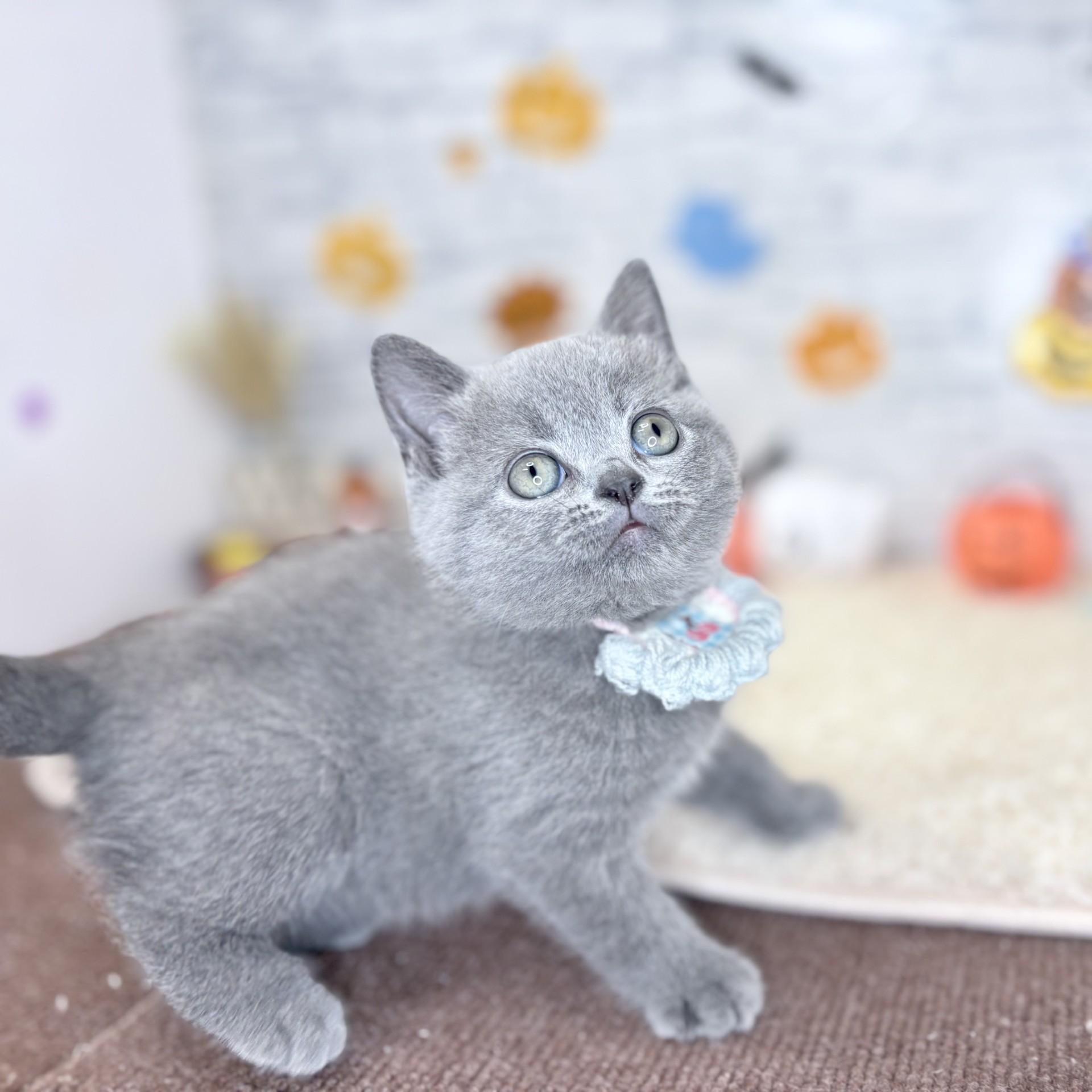 長野県のブリティッシュショートヘアー (犬の家＆猫の里長野店/2026年7月28日生まれ/女の子/ブルー)の子猫の2枚目の画像