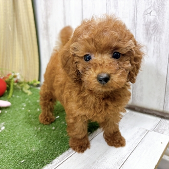 神奈川県のトイプードル(トイ) (犬の家＆猫の里小田原店/2026年7月28日生まれ/女の子/レッド)の子犬の2枚目の画像