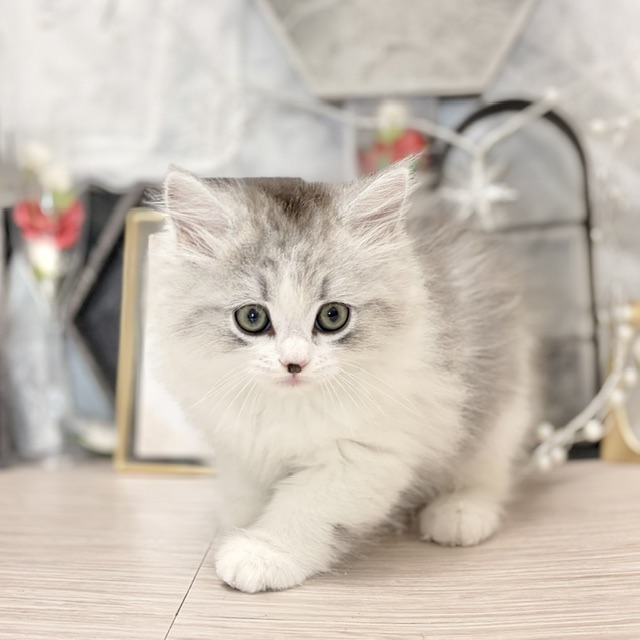 千葉県のミヌエット (犬の家＆猫の里ワンズモール稲毛店/2026年7月26日生まれ/男の子/シルバータビーホワイト)の子猫の2枚目の画像