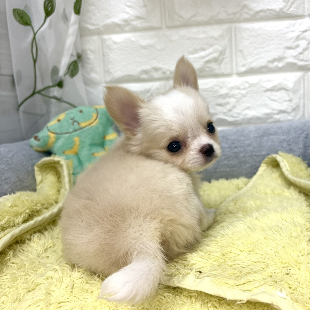 長野県のチワワ(ロング) (犬の家＆猫の里塩尻店/2026年7月26日生まれ/女の子/クリームホワイト)の子犬の2枚目の画像