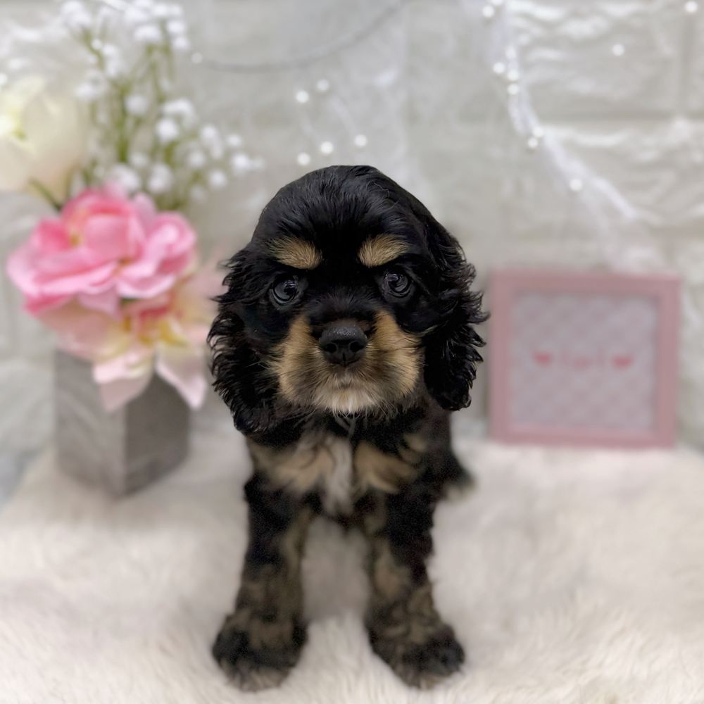 福井県のアメリカンコッカースパニエル (犬の家＆猫の里アミーゴ福井大和田店/2026年7月27日生まれ/女の子/ブラックタン)の子犬の1枚目の画像