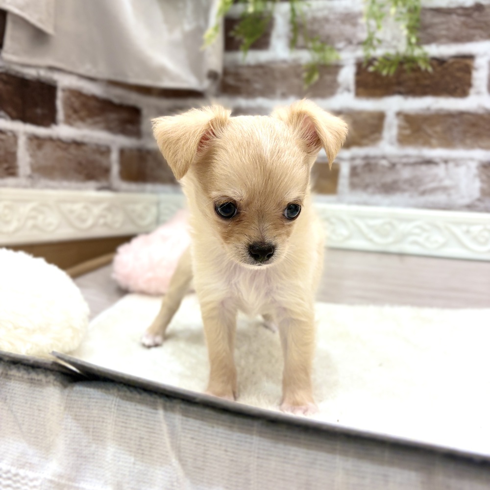 三重県のチワワ(ロング) (犬の家＆猫の里三重桑名店/2026年7月28日生まれ/男の子/クリームホワイト)の子犬の2枚目の画像