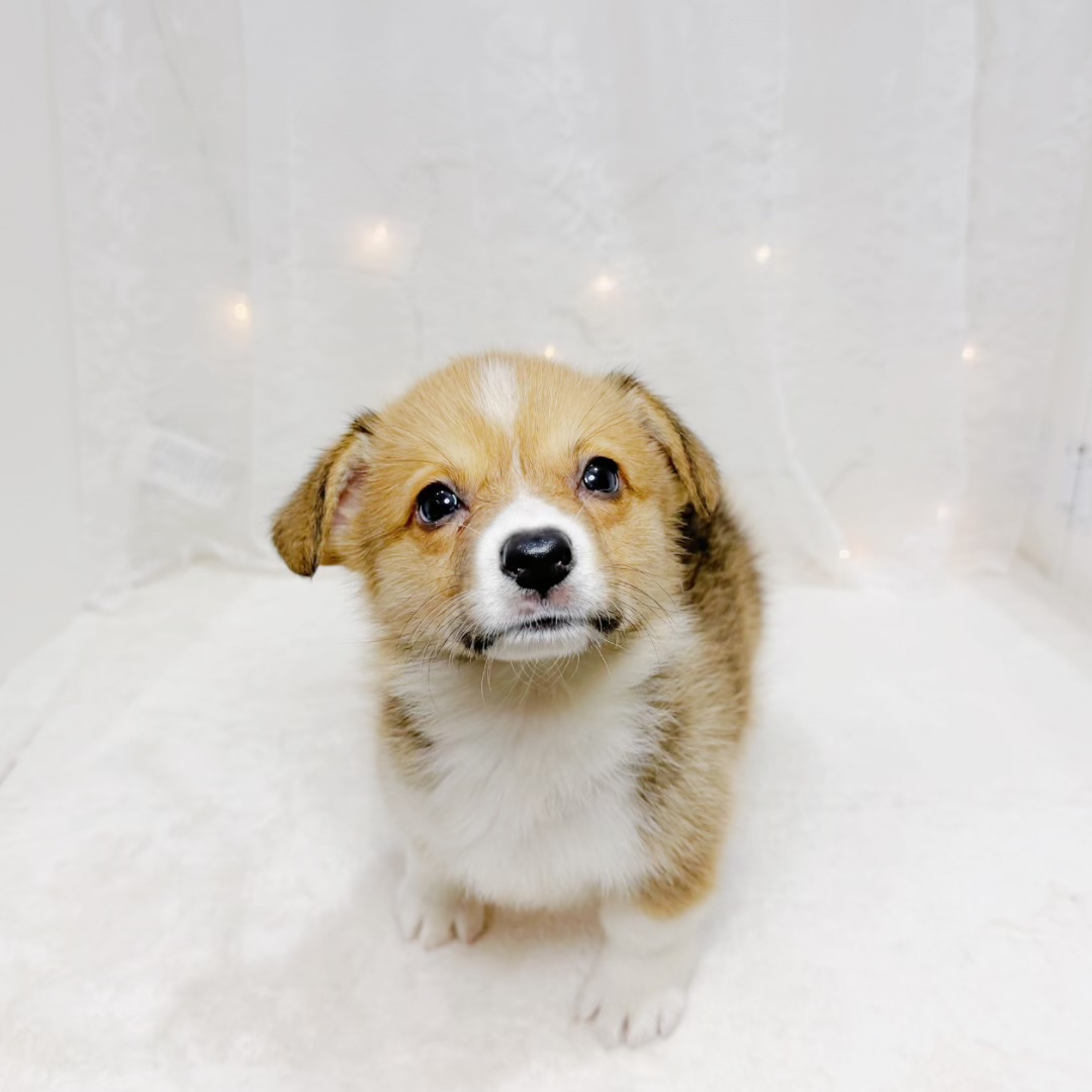 千葉県のウェルシュコーギーペンブローク (犬の家＆猫の里BIGHOPガーデンモール印西店/2026年7月28日生まれ/男の子/レッドホワイト)の子犬の2枚目の画像