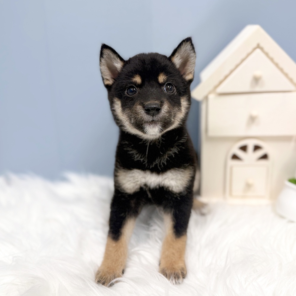 愛知県の柴犬(標準サイズ) (犬の家＆猫の里岡崎店/2026年7月28日生まれ/女の子/黒)の子犬の2枚目の画像