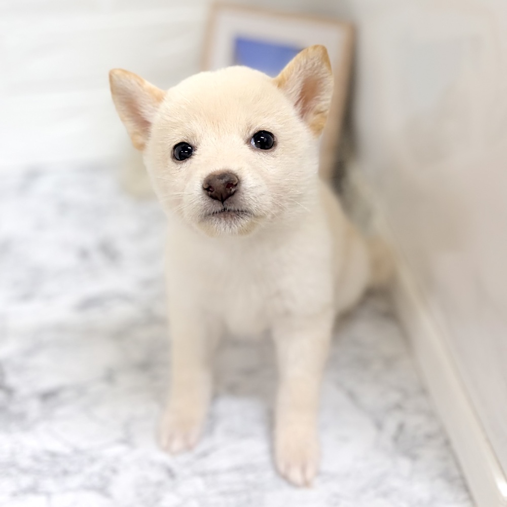 愛知県の柴犬(標準サイズ) (犬の家＆猫の里豊田店/2026年7月28日生まれ/女の子/白)の子犬の2枚目の画像