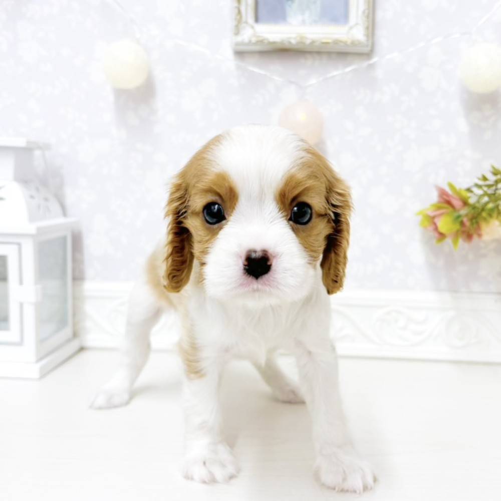富山県のキャバリアキングチャールズスパニエル (犬の家＆猫の里アミーゴ山室店/2026年7月27日生まれ/女の子/ブレンハイム)の子犬の1枚目の画像
