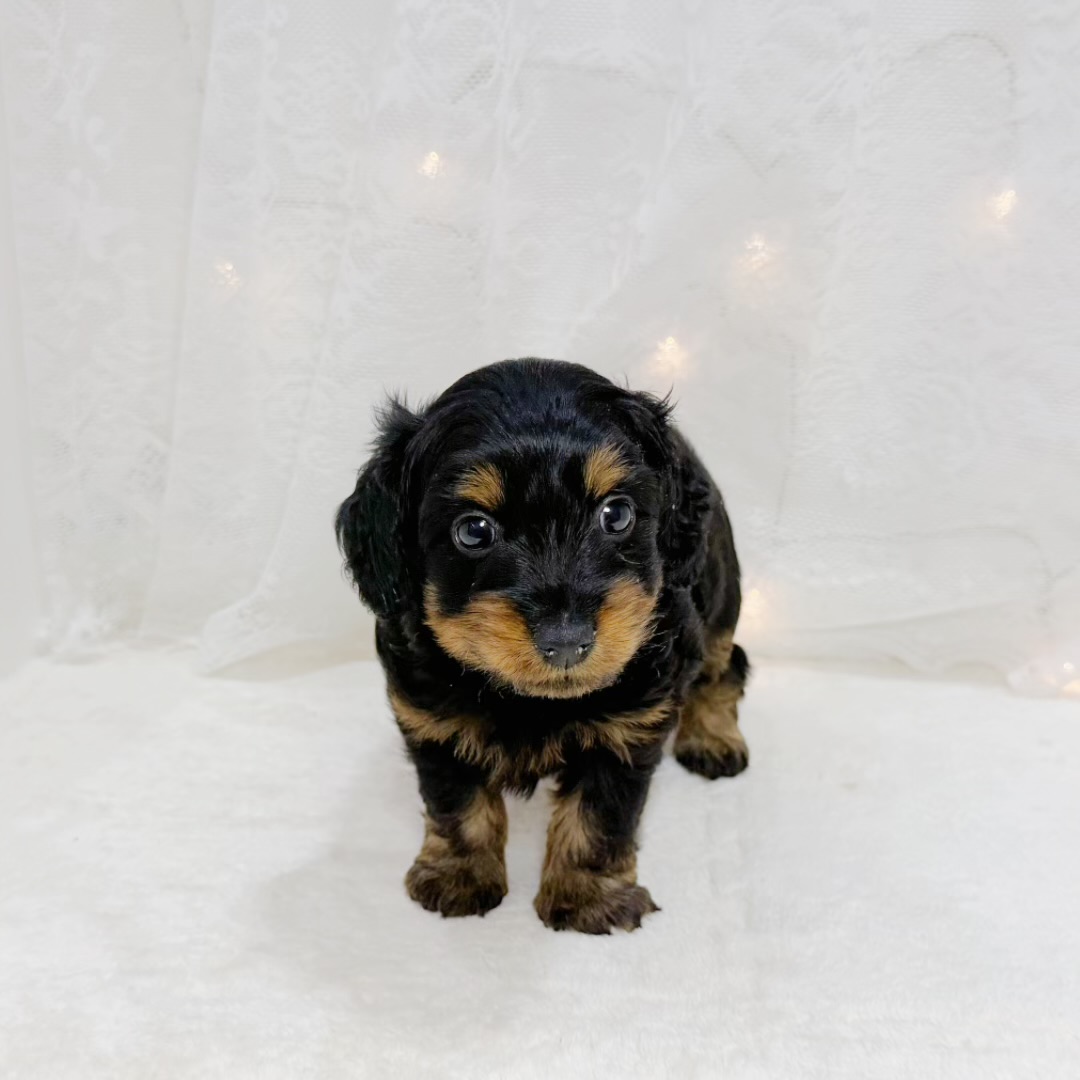 千葉県のダップー(ダックス×プードル) (犬の家＆猫の里BIGHOPガーデンモール印西店/2026年7月26日生まれ/男の子/ブラックタン)の子犬の2枚目の画像