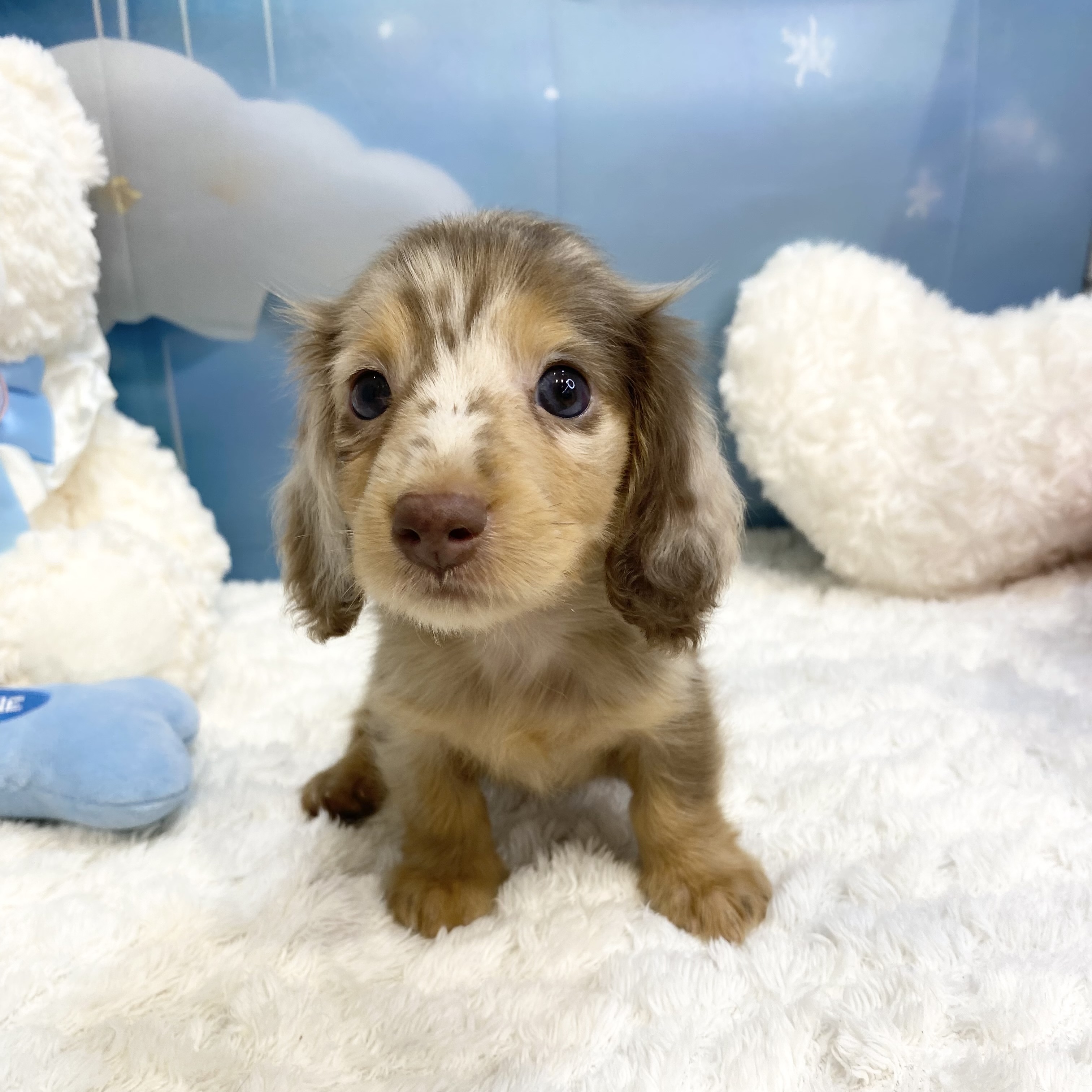 長野県のミニチュアダックスフンド(ロング) (犬の家＆猫の里カインズ梓川店/2026年7月28日生まれ/女の子/チョコレートタンダップル)の子犬の2枚目の画像